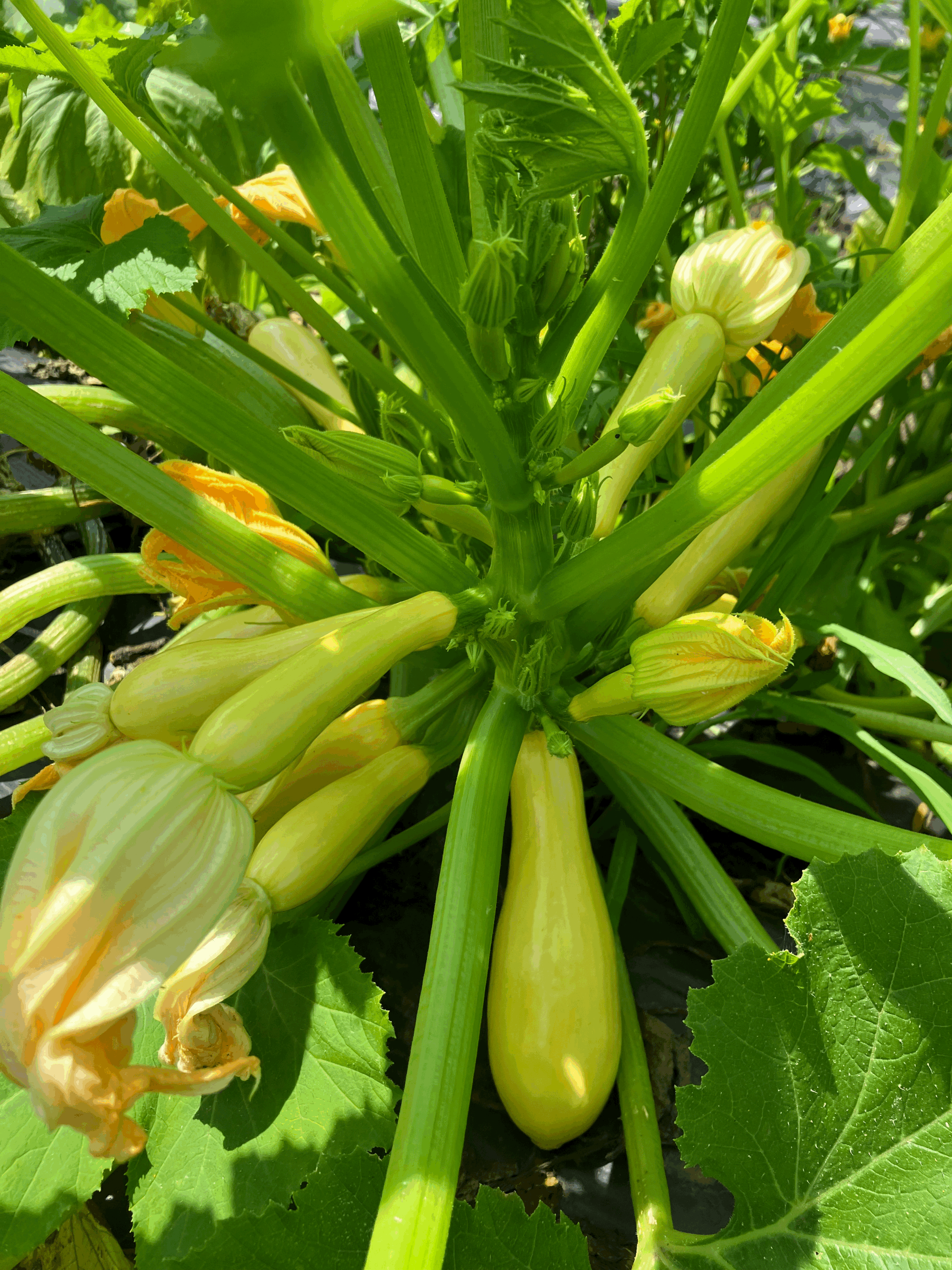 Summer Squash, Straight Neck