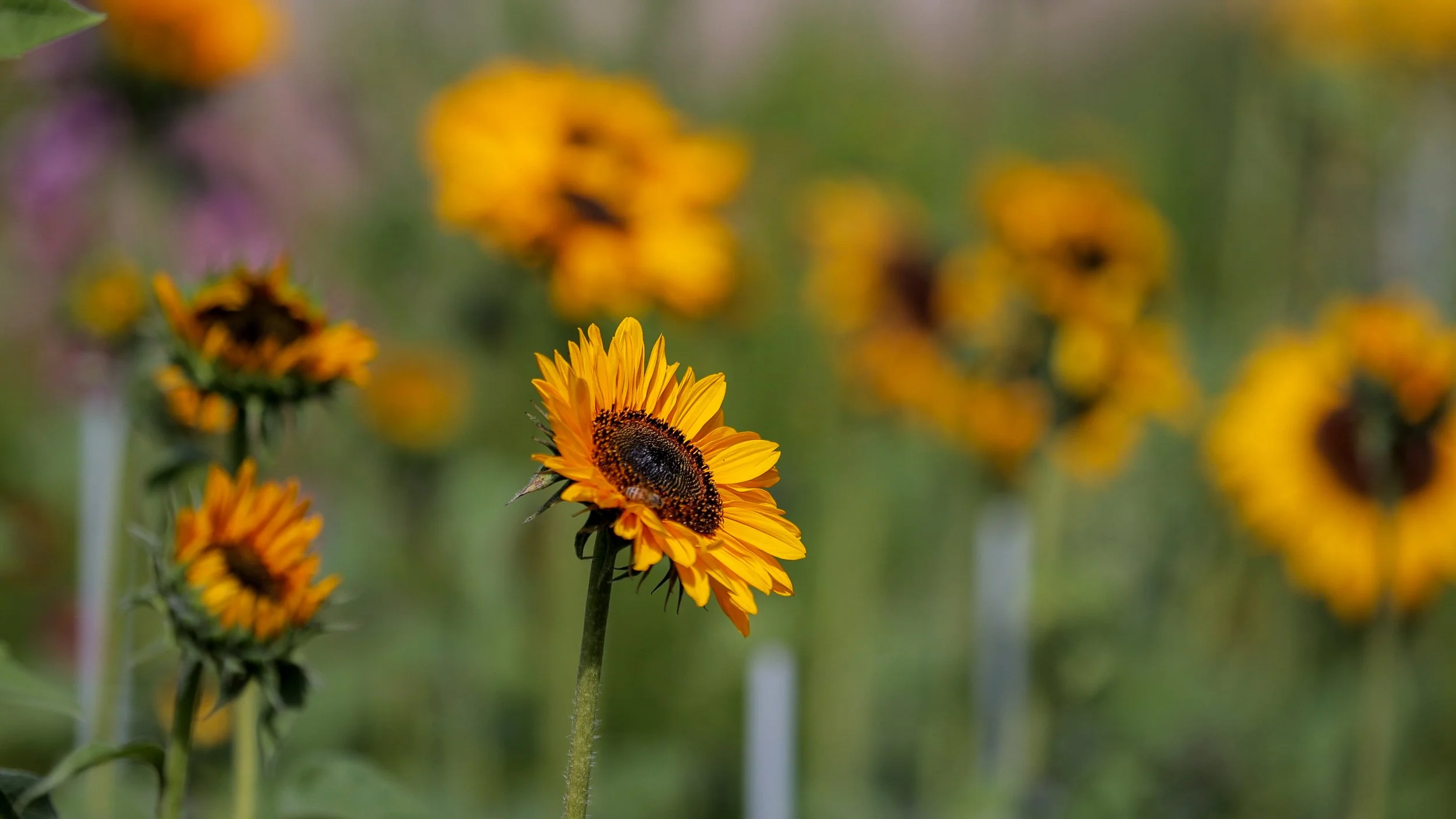 027_Pork Hill_08-15-25.jpg