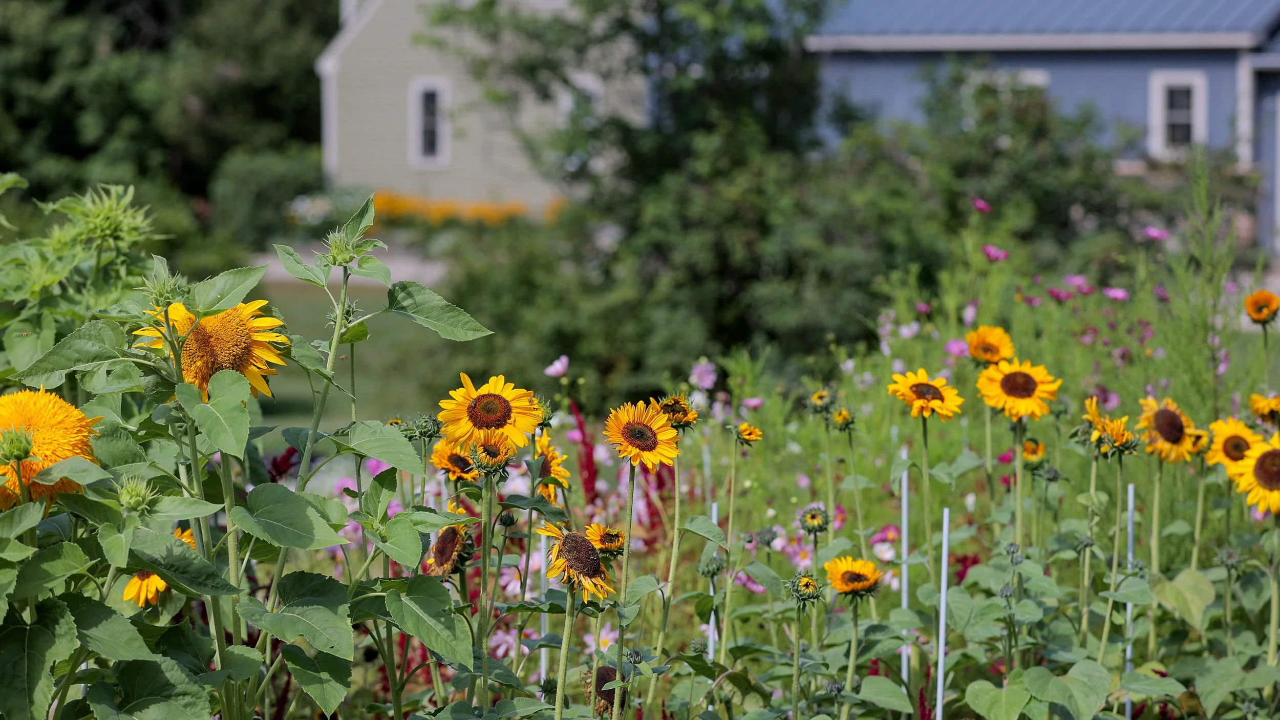 025_Pork Hill_08-15-25.jpg