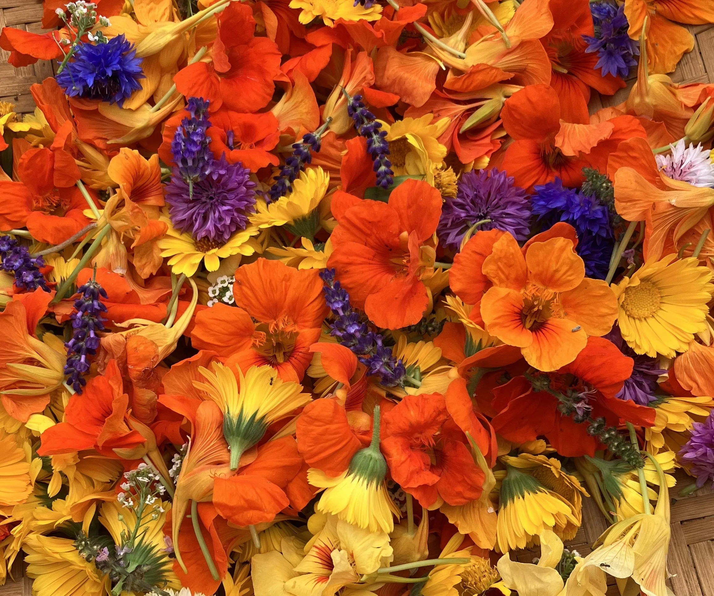 Nasturtium, Jewel Mix