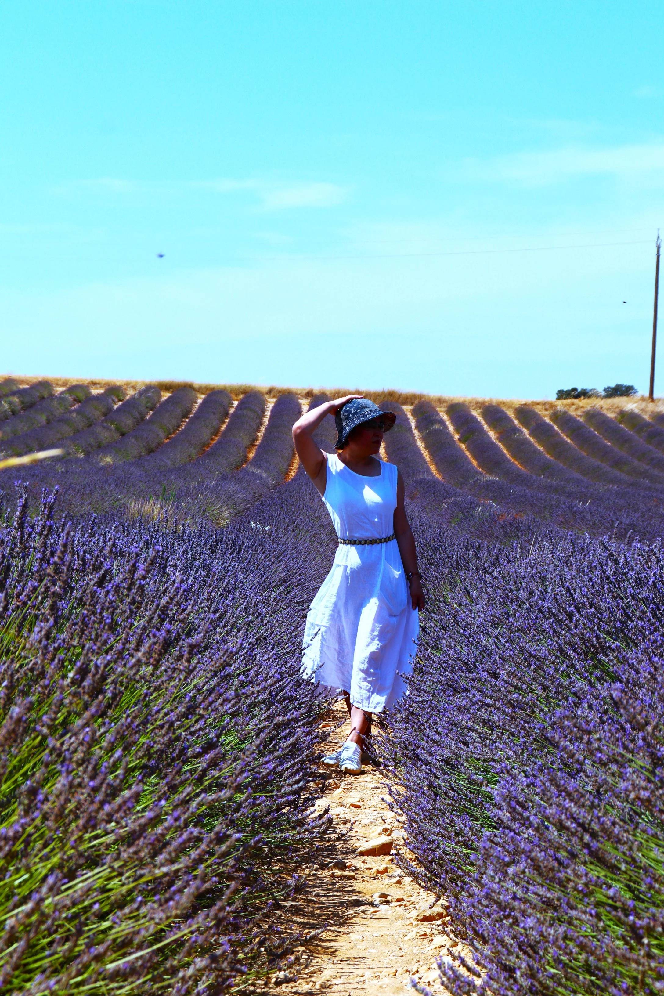 Sandy Lavender Field