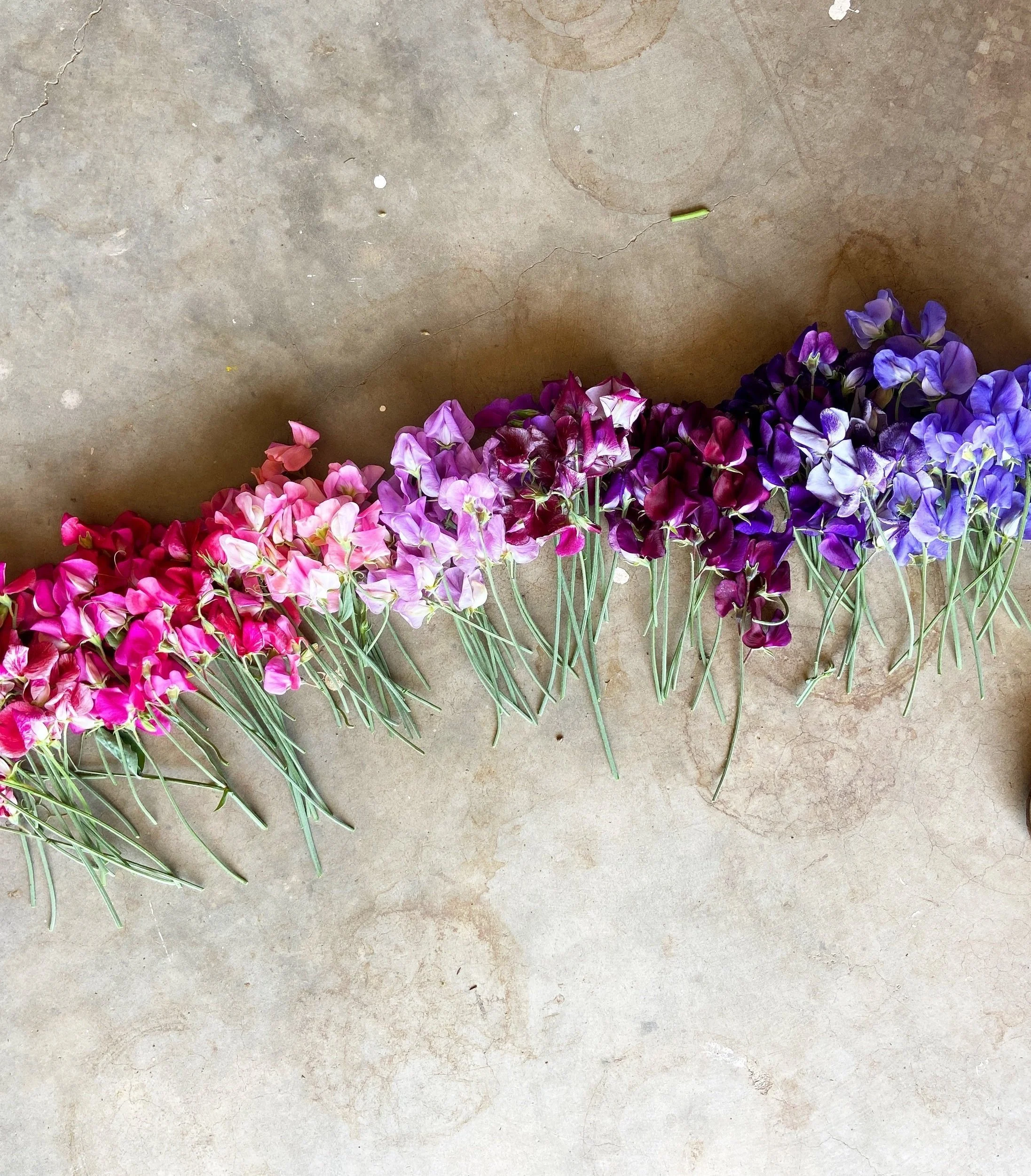 Sacramento Valley Flower Collective Home