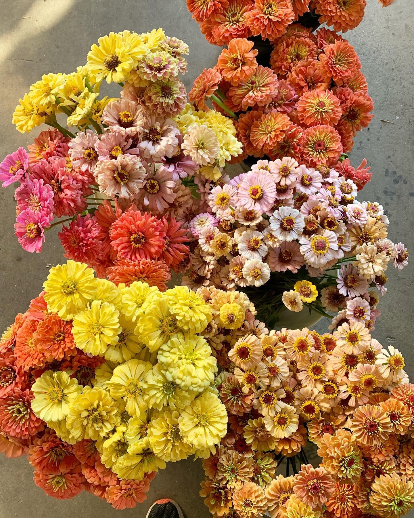 The main goal of the SVFC has and always will be to promote the growing, designing and sharing of locally grown flowers. We support the farmers who grow them, the designers who use them and the beautiful people who appreciate their importance and val