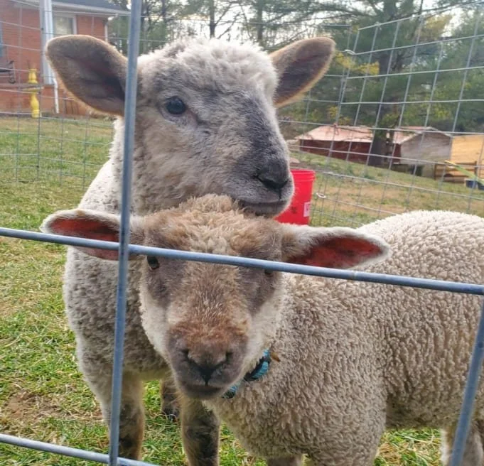 Kids Activities: Little Critters Petting Zoo