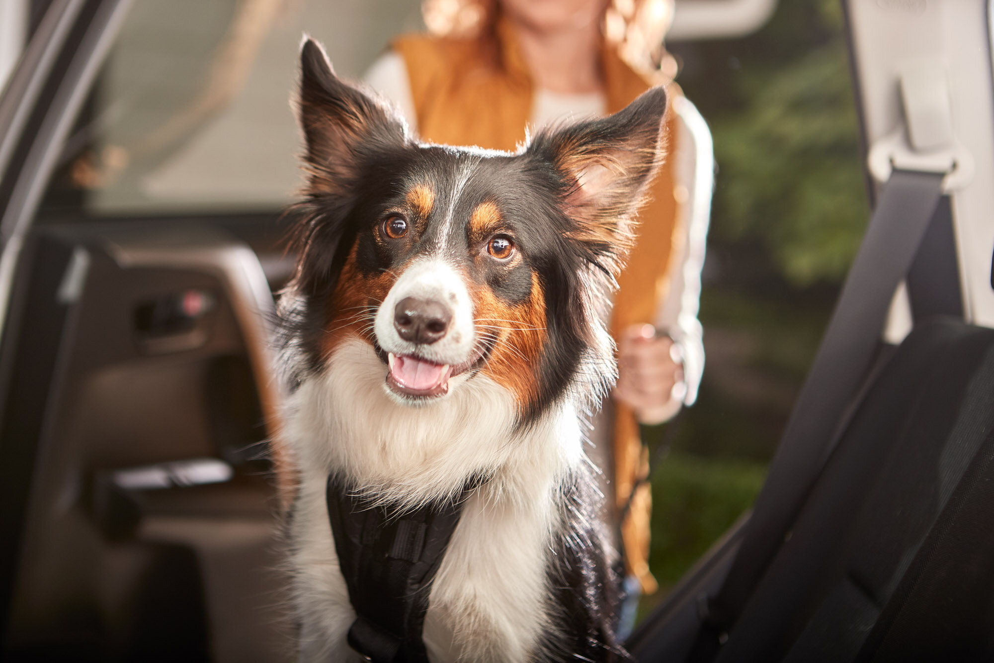 aws_elanco_02_dog_getting_in_car_2346.jpg