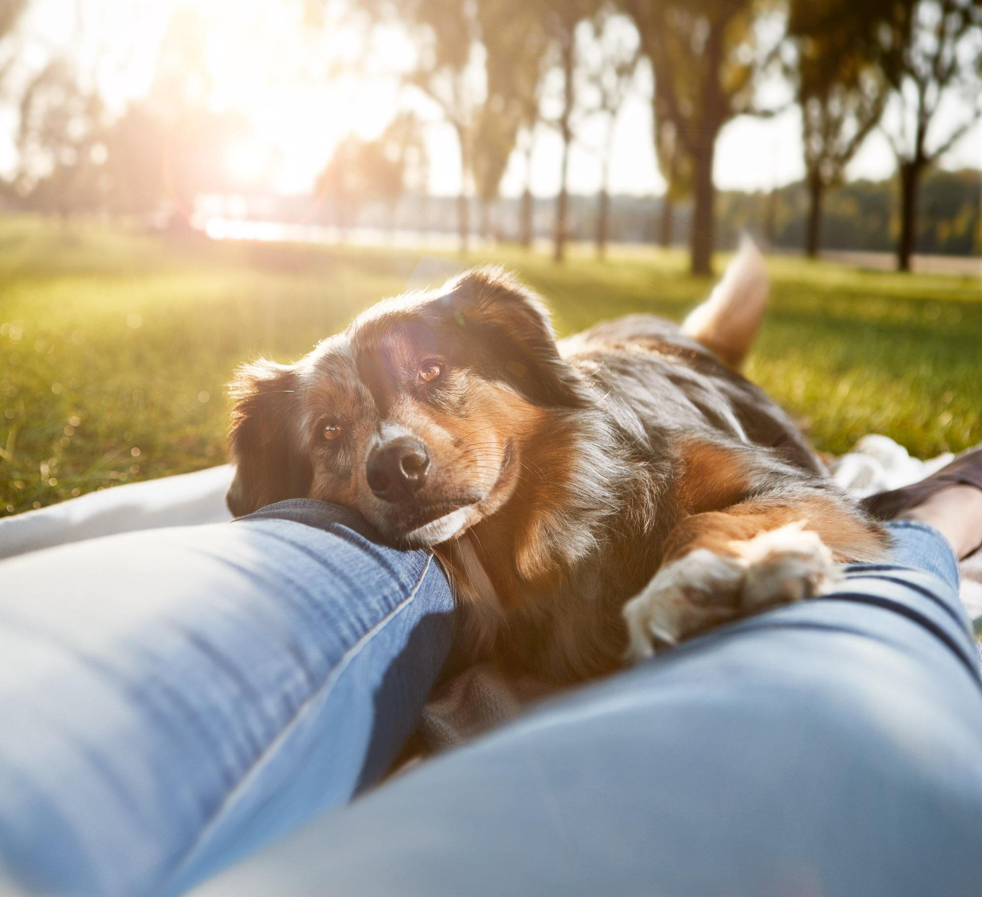 aws_elanco_07_dog_blanket_1585-W2.jpg