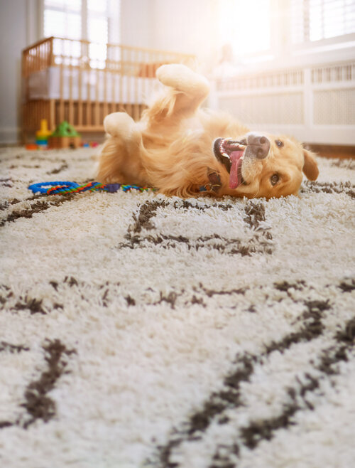 aws_elanco_02_dog_carpet_3375-W3.jpg