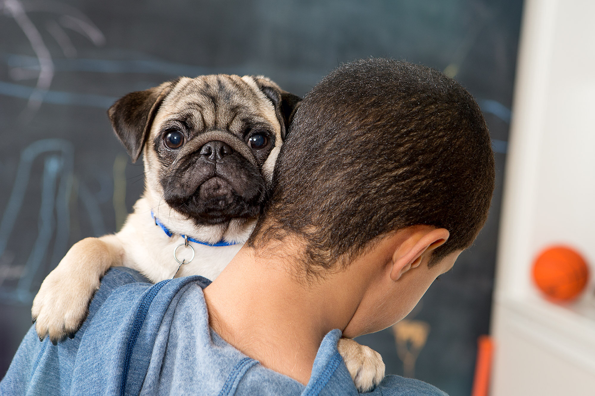 151214_elanco_walsh_family_setup_02_pug_son_13776 1 02.jpg