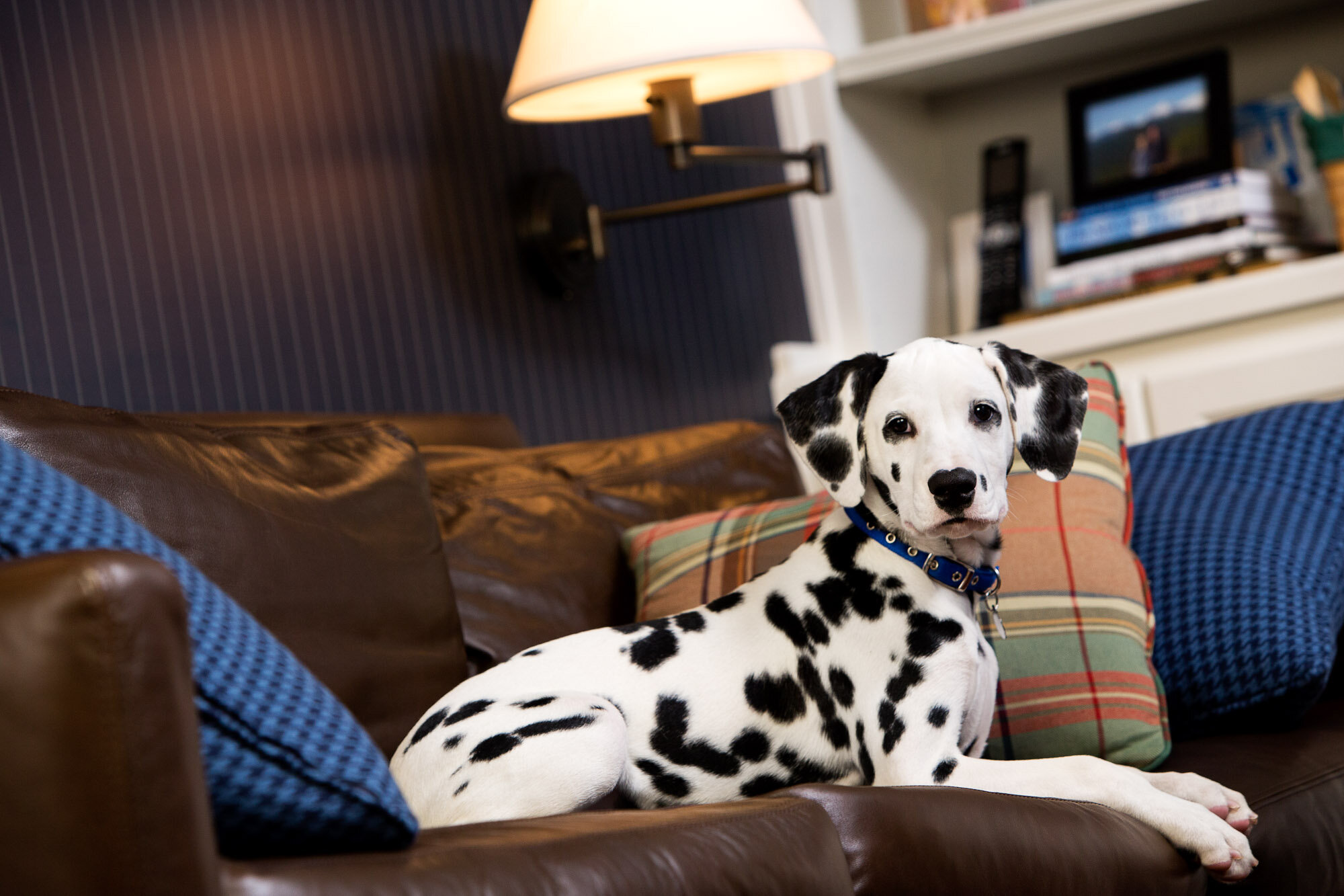151214_elanco_walsh_office_dalmatian_13296.jpg