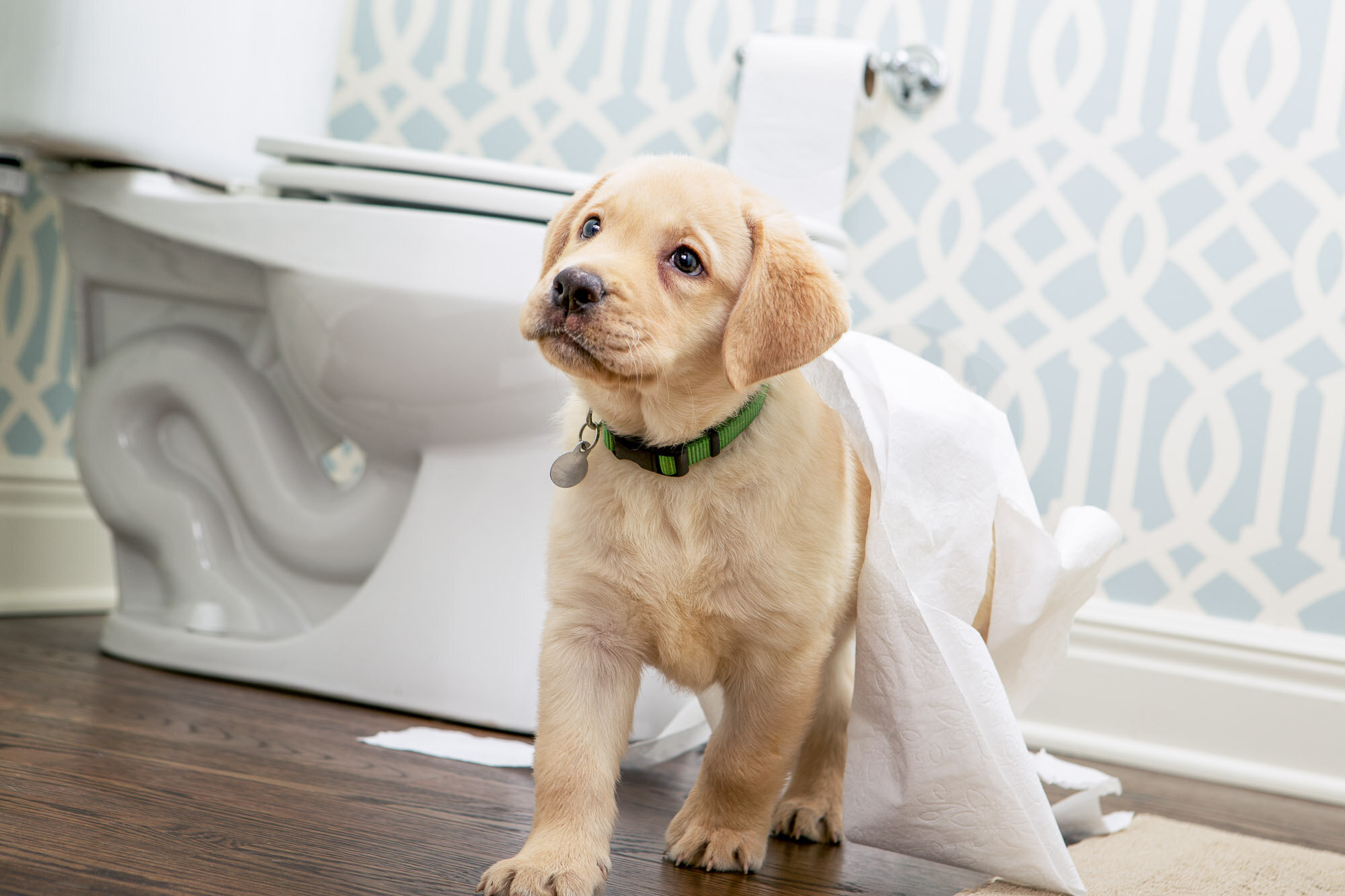 151214_elanco_walsh_bathroom_yellow_lab_13245 02.jpg