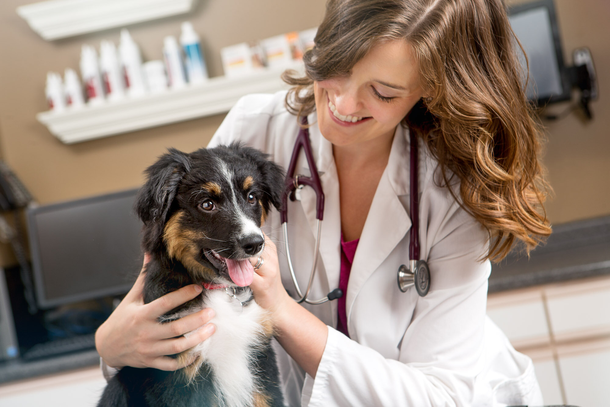 151213_elanco_walsh_examroom_puppies_australian_shepherd_11710 02.jpg