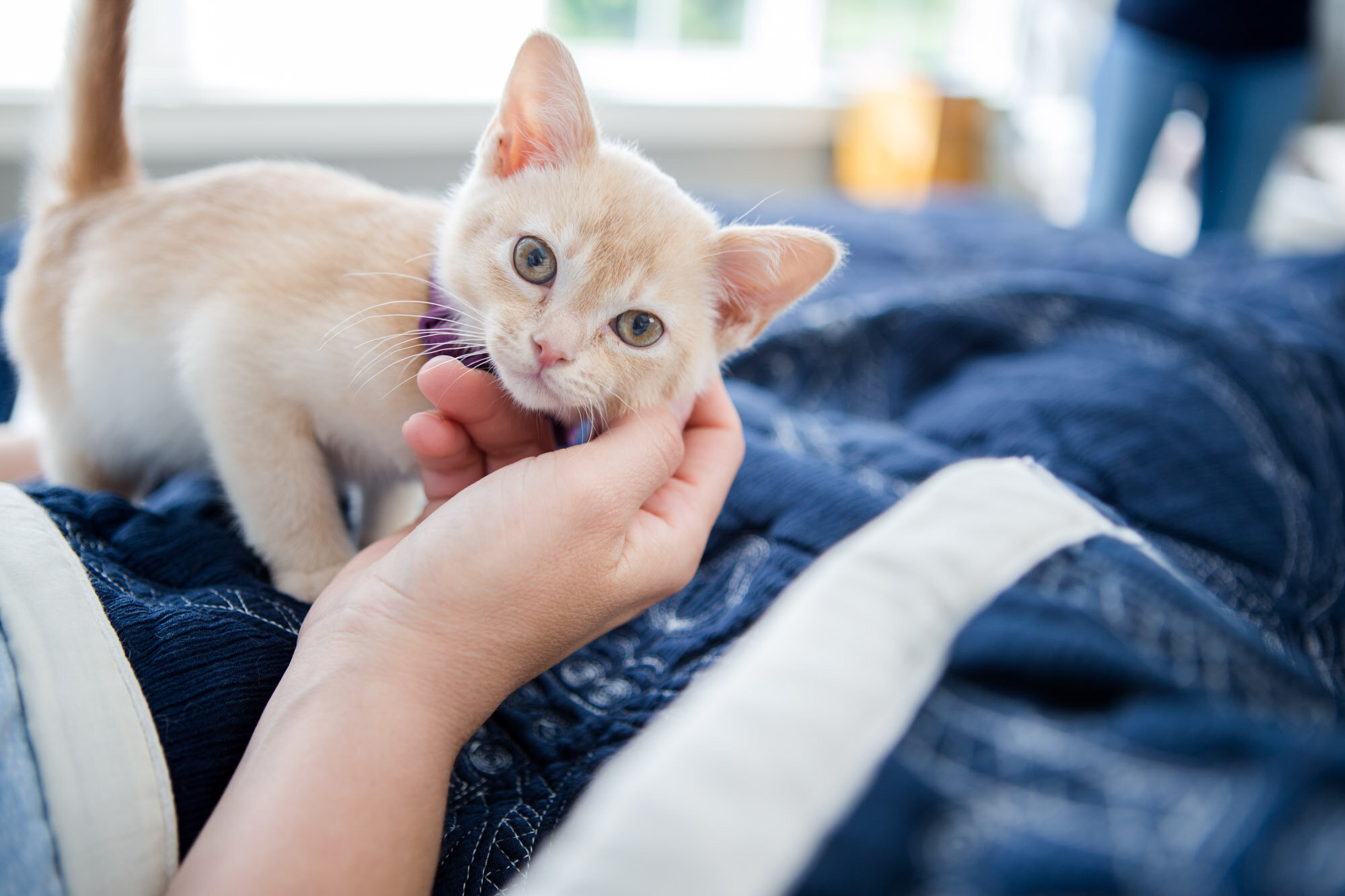 AWS_Elanco_bedroom_kittens_1295.jpg