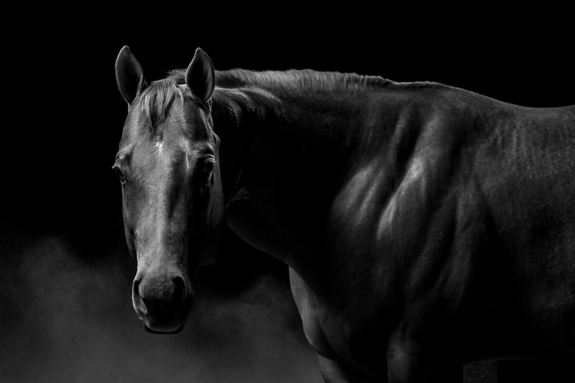 2016_02_29_AWS_SHS_Merrill_Horse 2_0120sm.jpg