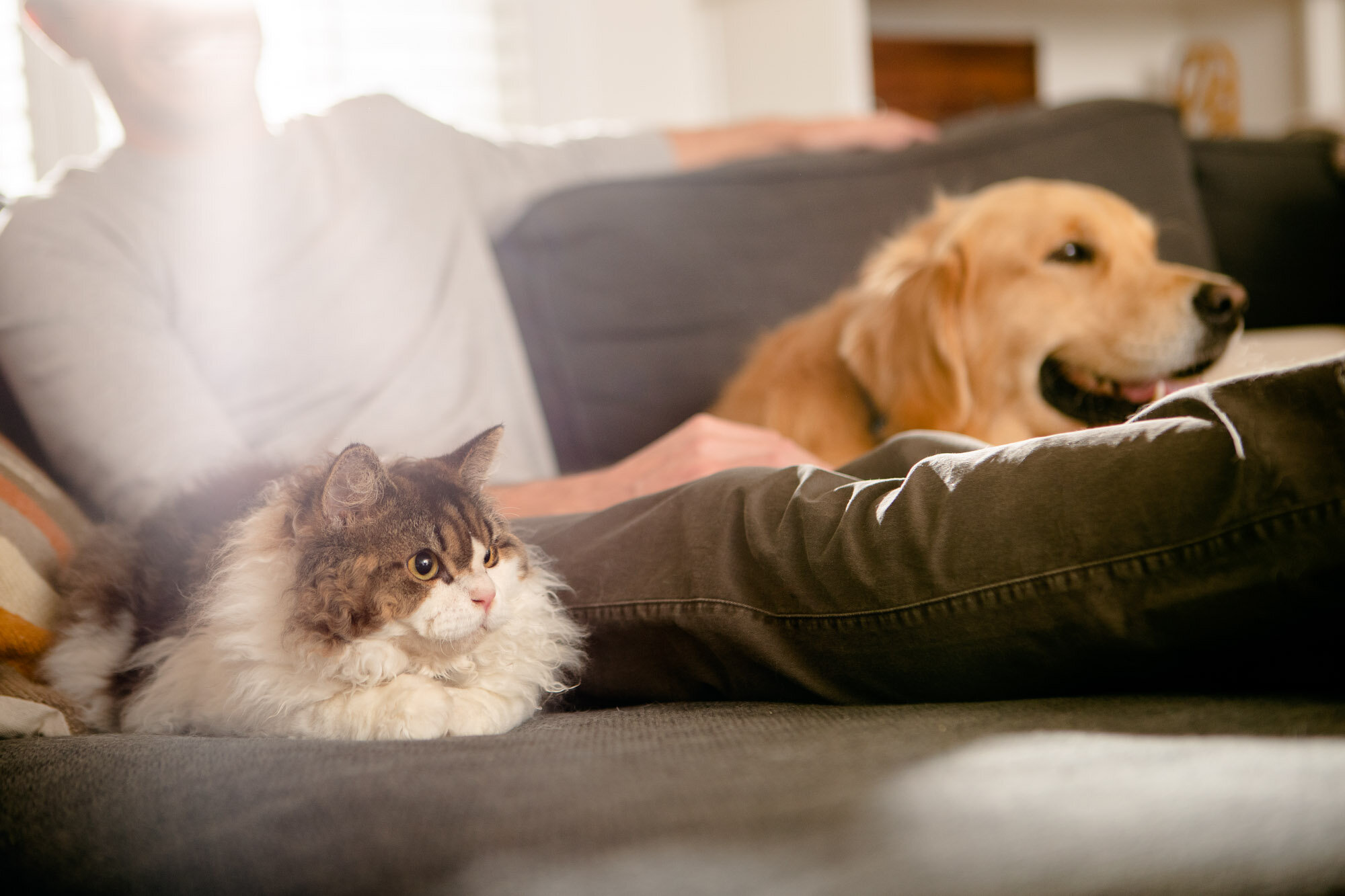 aws_elanco_04_dog_cat_owner_chair_3616.jpg