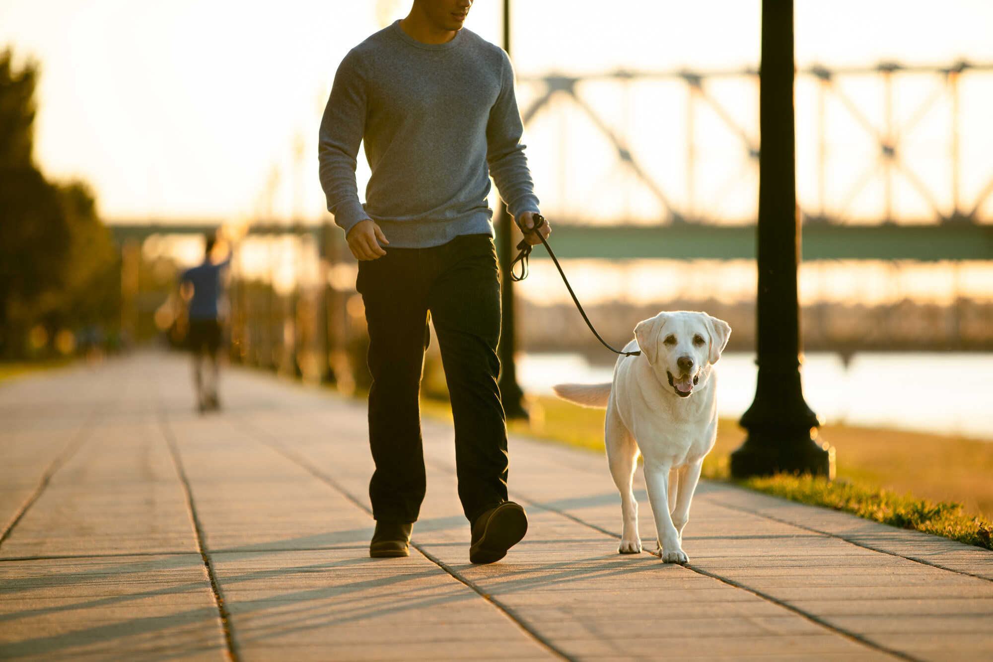 aws_elanco_09_dog_walking_sunset_2029.jpg
