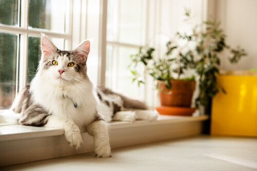aws_elanco_04_cat_window_sill_2542.jpg