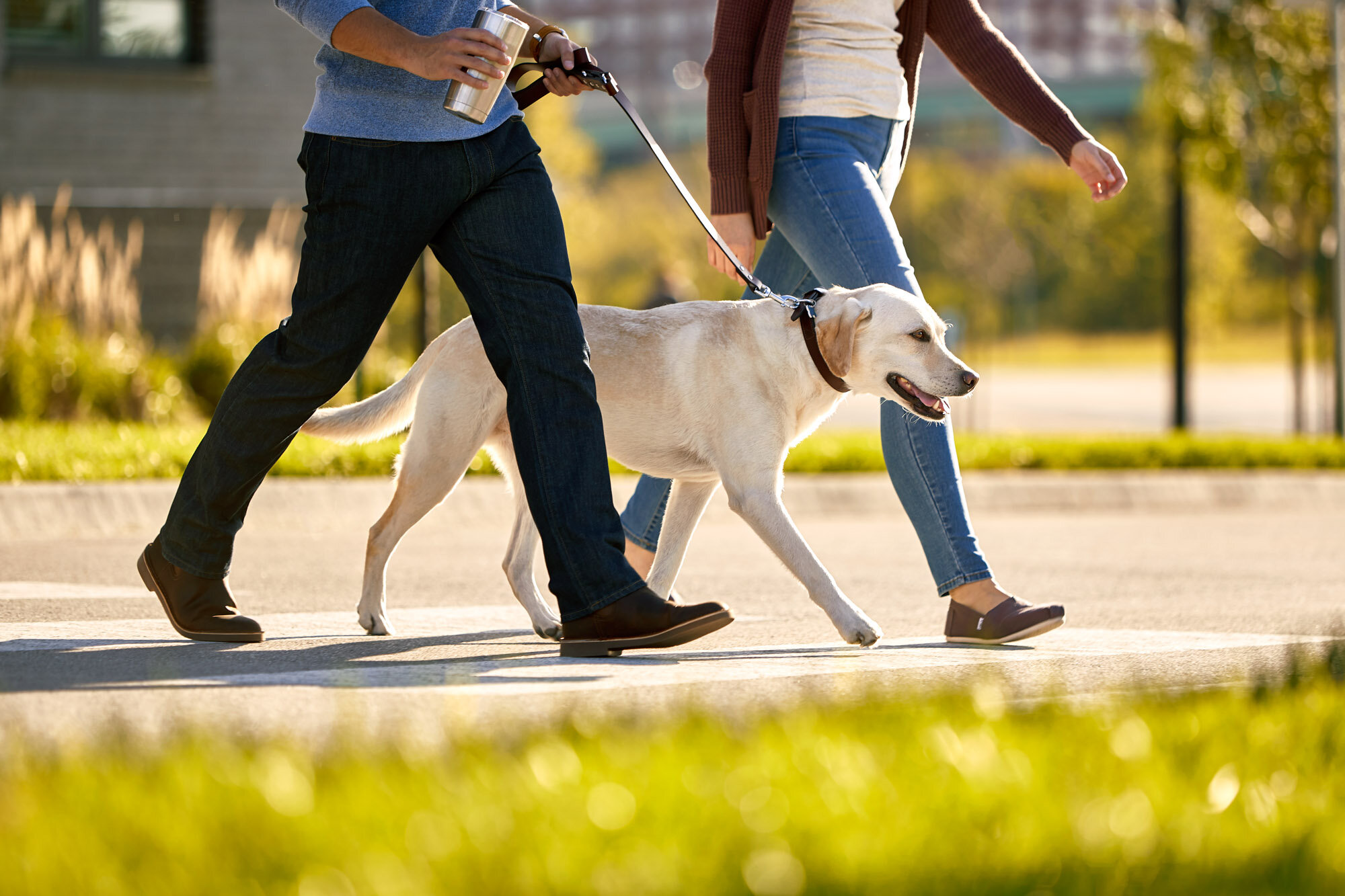 aws_elanco_06_dog_crosswalk_1379.jpg