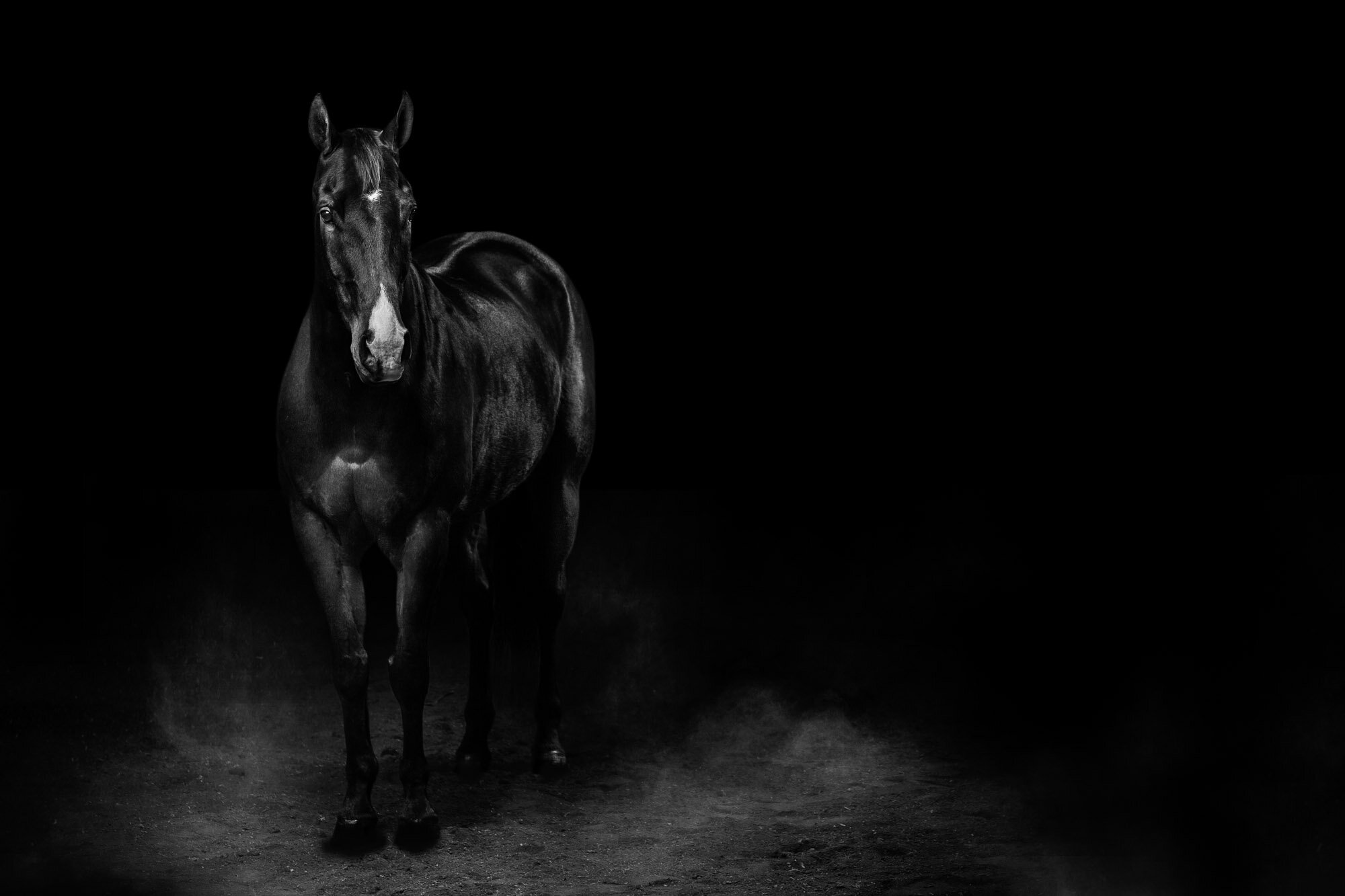 2016_02_29_AWS_SHS_Merrill_Horse 2_0157sm.jpg
