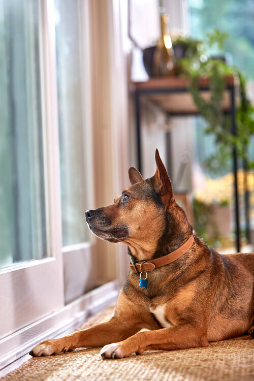 aws_elanco_06_dog_window_3886.jpg