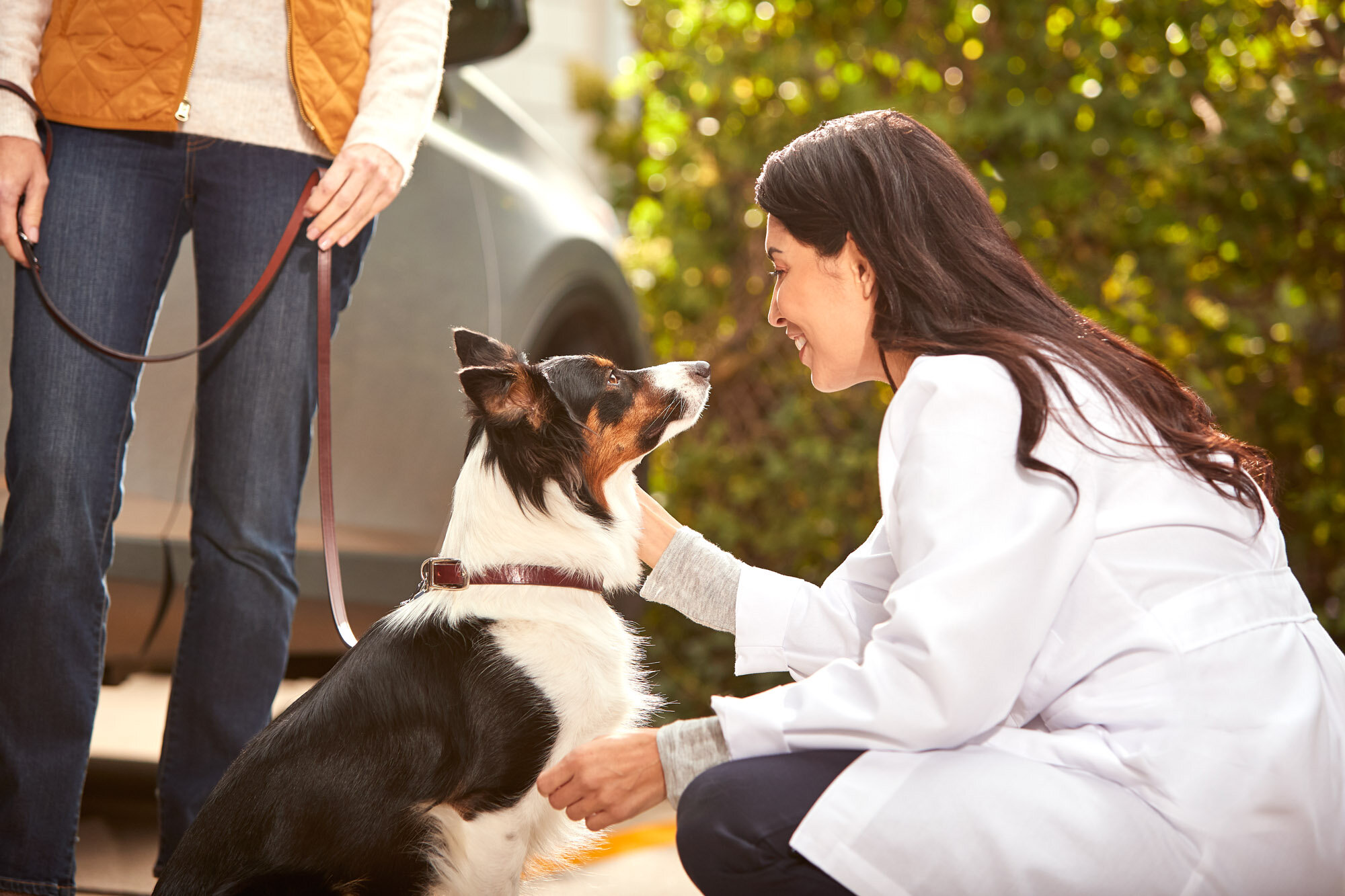 aws_elanco_01_dog_vet_car_2231.jpg
