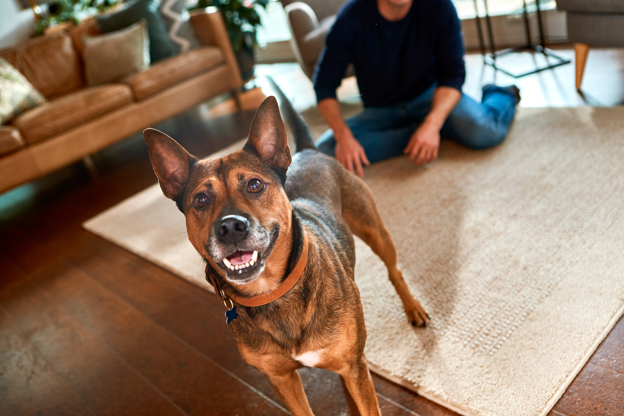 aws_elanco_10_dogs_playing_4320.jpg