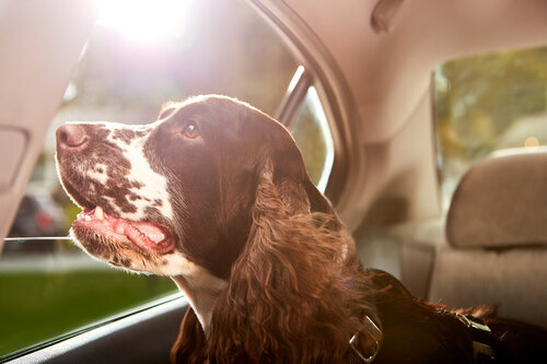 aws_elanco_07_dog_riding_in_car_2868.jpg