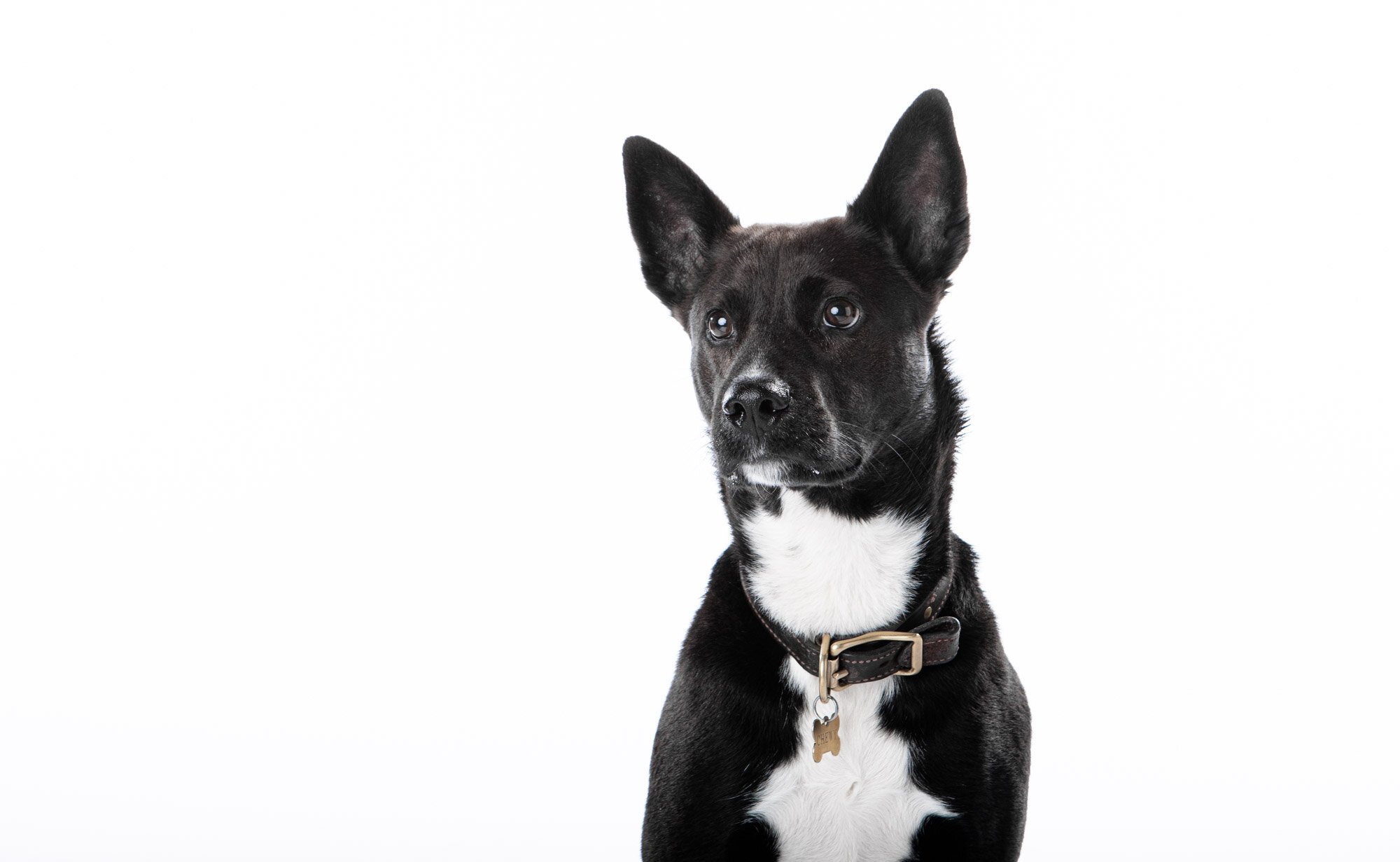 180302_DOGGOS_9942.jpg