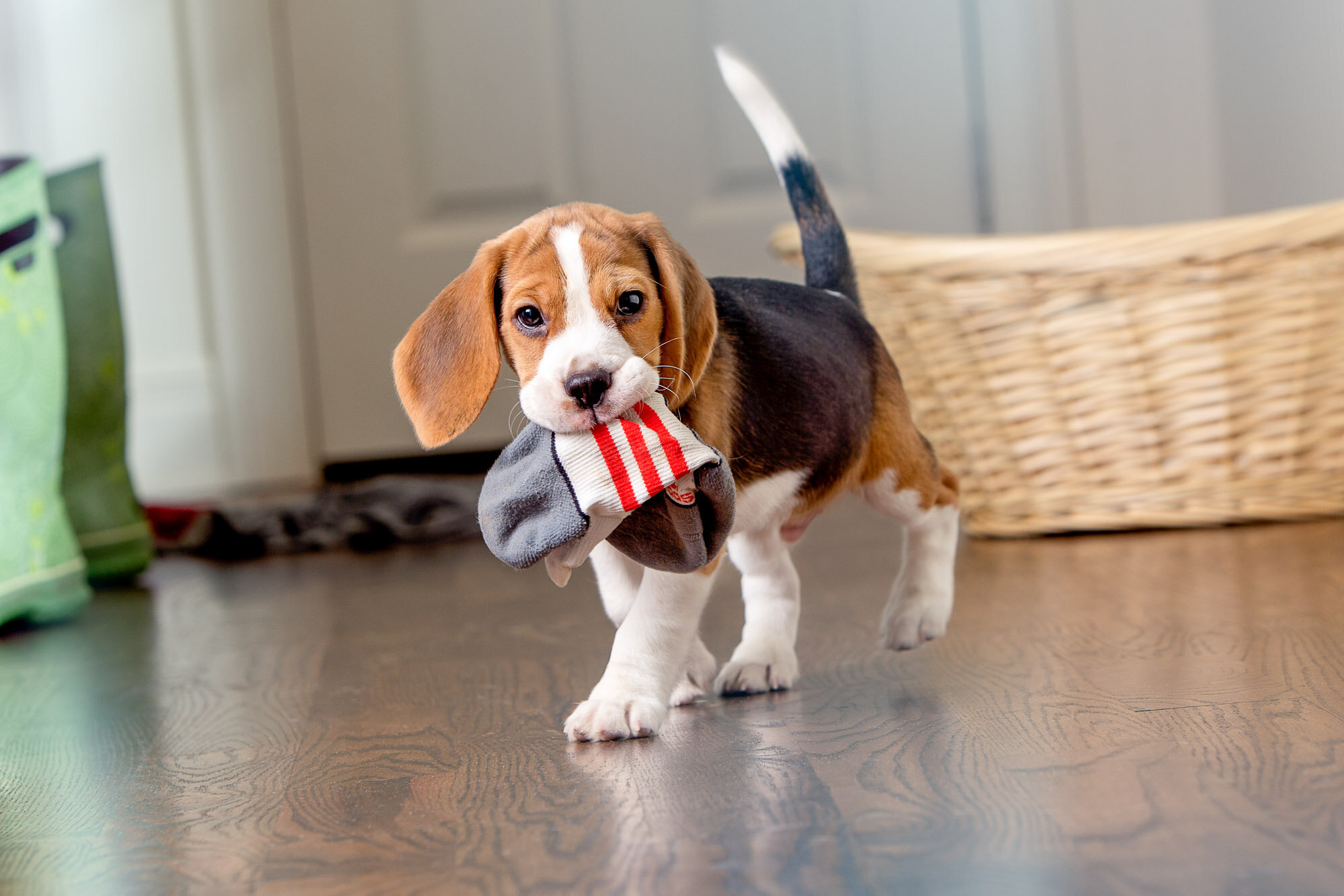 151214_elanco_walsh_mudroom_beagle_13106 02.jpg