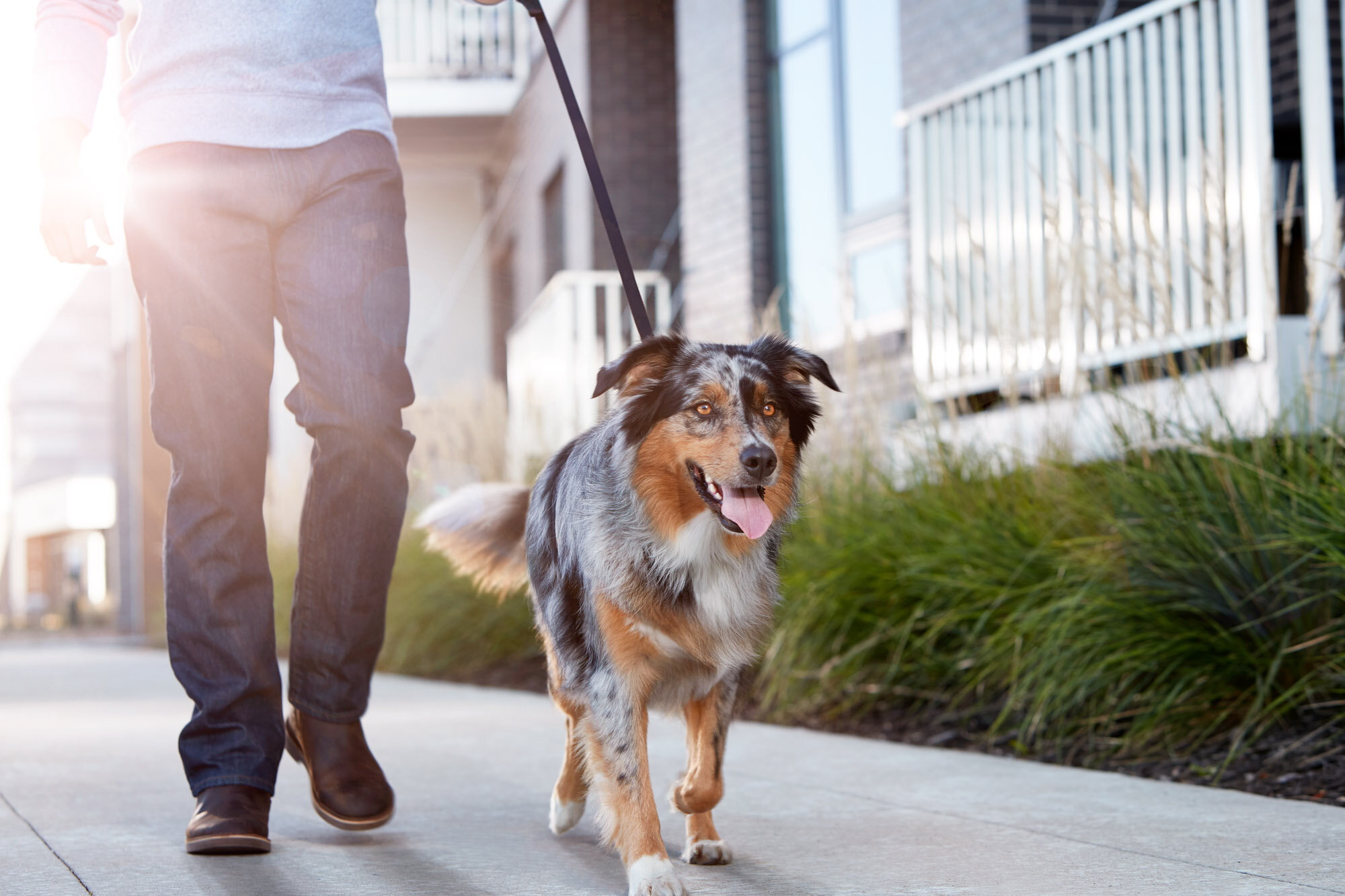 aws_elanco_05_dog_urban_walking_1023-W3.jpg
