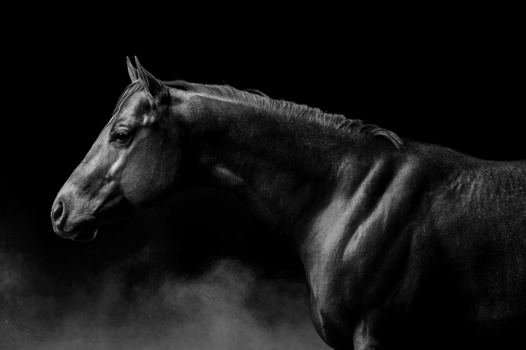 2016_02_29_AWS_SHS_Merrill_Horse 2_0109sm.jpg