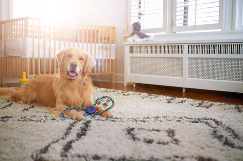 aws_elanco_02_dog_carpet_3324-W.jpg