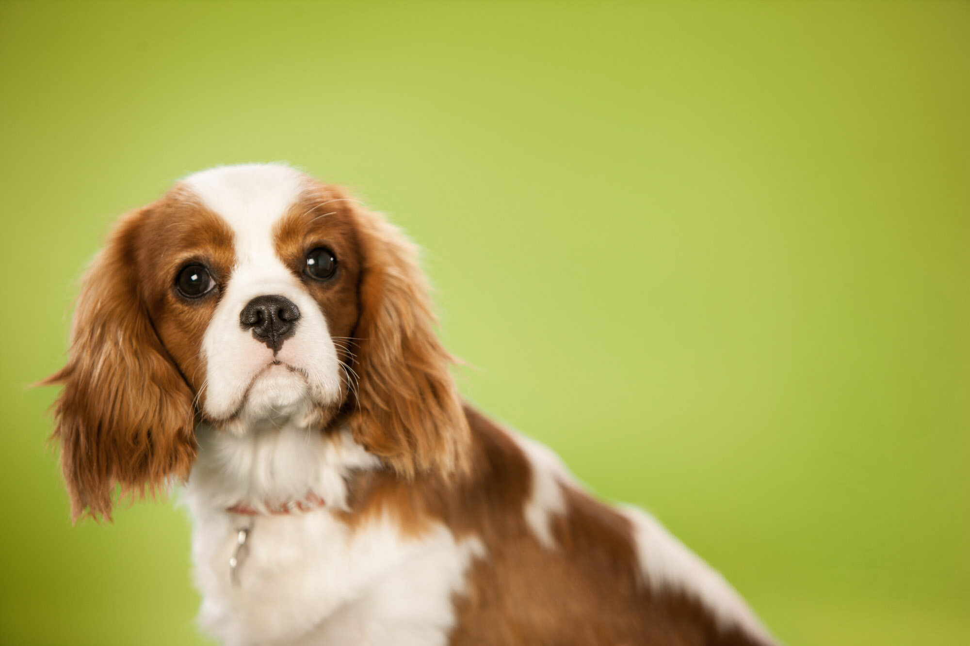 20019dog 4_jw_v1.jpg