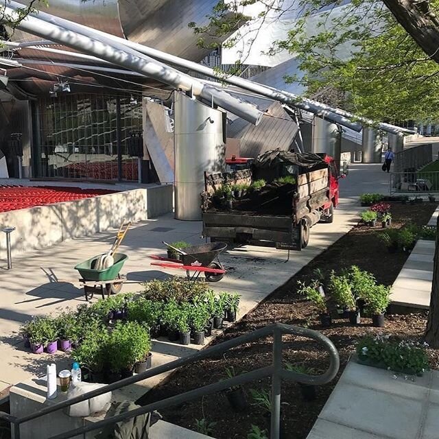 Repost: @austin.eischeid_garden.design ⁣
(oldie but goodie)⁣
⁣
Have you guys been keeping up with the wonderful landscape designs by @austin.eischeid_garden.design and @scott_l_stewart at Millennium Park?! We&rsquo;ve been partnering for quite some t