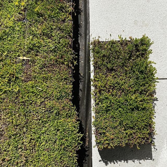 New construction with @turner_chicago @UChicago Woodlawn Commons! Check out our stories ☺️🚧🤙 Sedum for UC&rsquo;s Green Roof