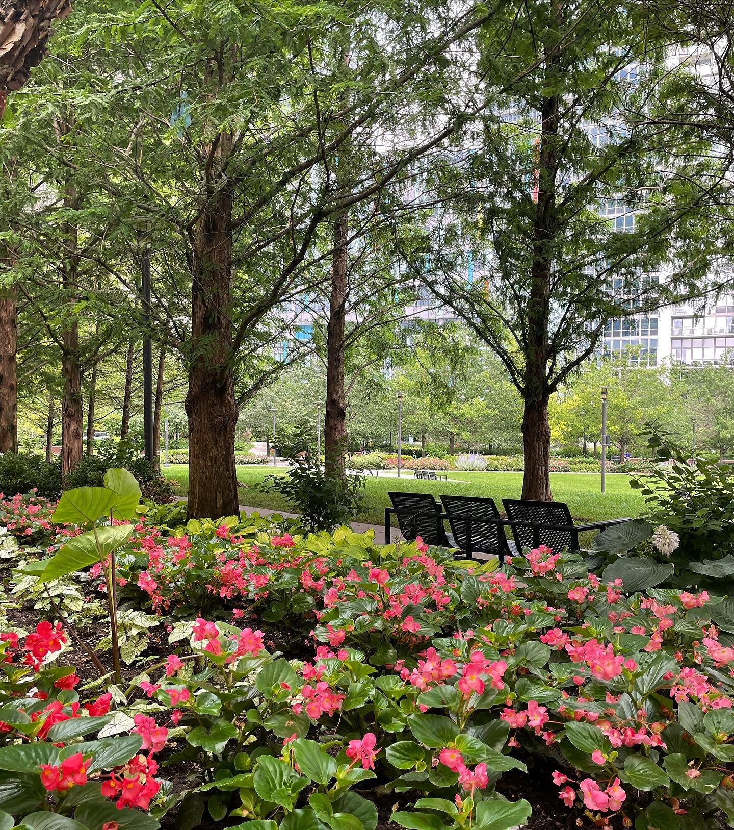 Don&rsquo;t forget to follow Christy Webber Landscapes on Tik Tok! (@christywebberco) The first post is under our IG Reels if you missed it!! 😊

#tiktok #landscape #lakeshore #lakeshoreeast #lakeshoreeastpark #chicagopark #gardentok