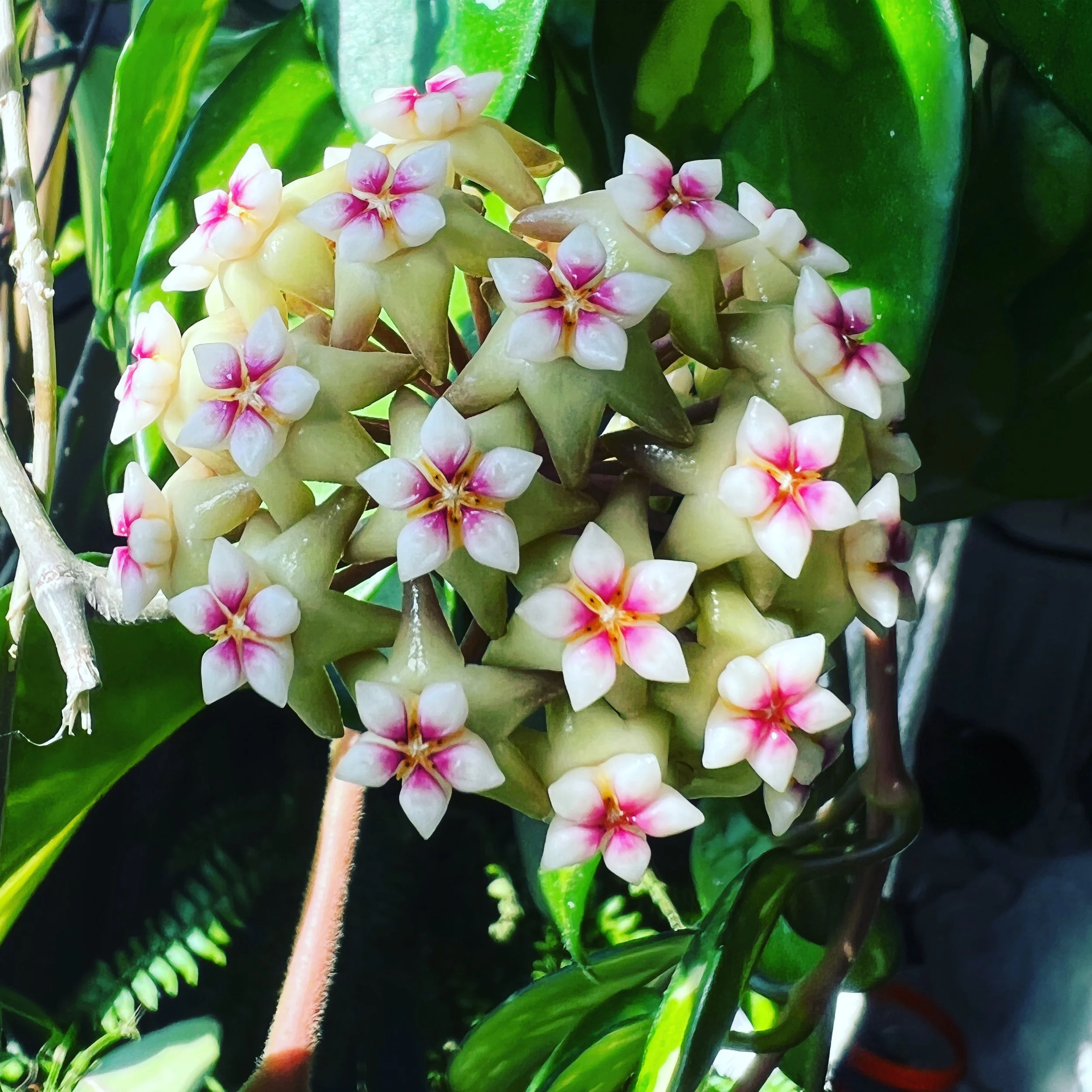 How To Make A Hoya Flower At Ethan Carruthers Blog