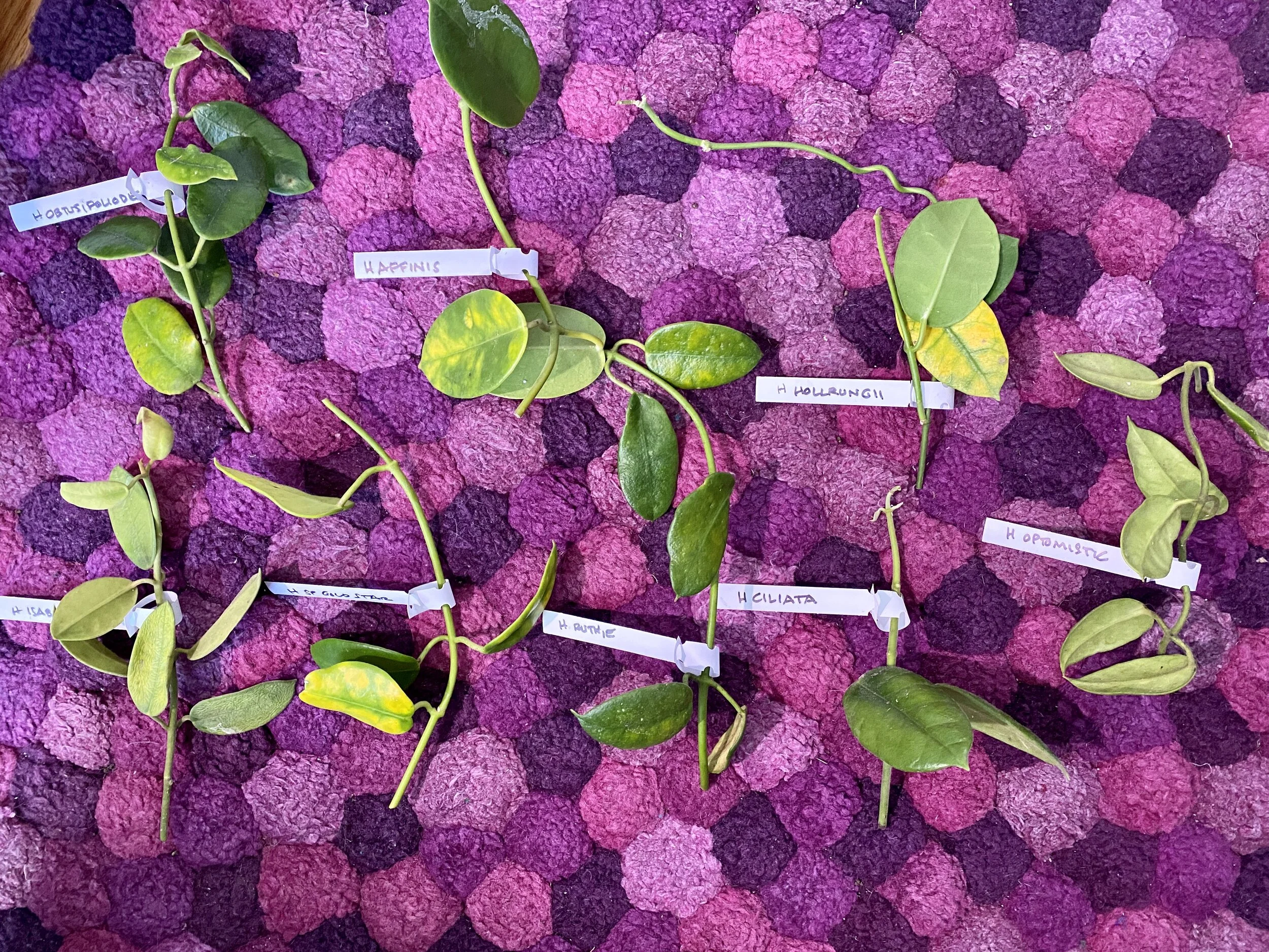 Hoya ERioTGbundle.jpeg