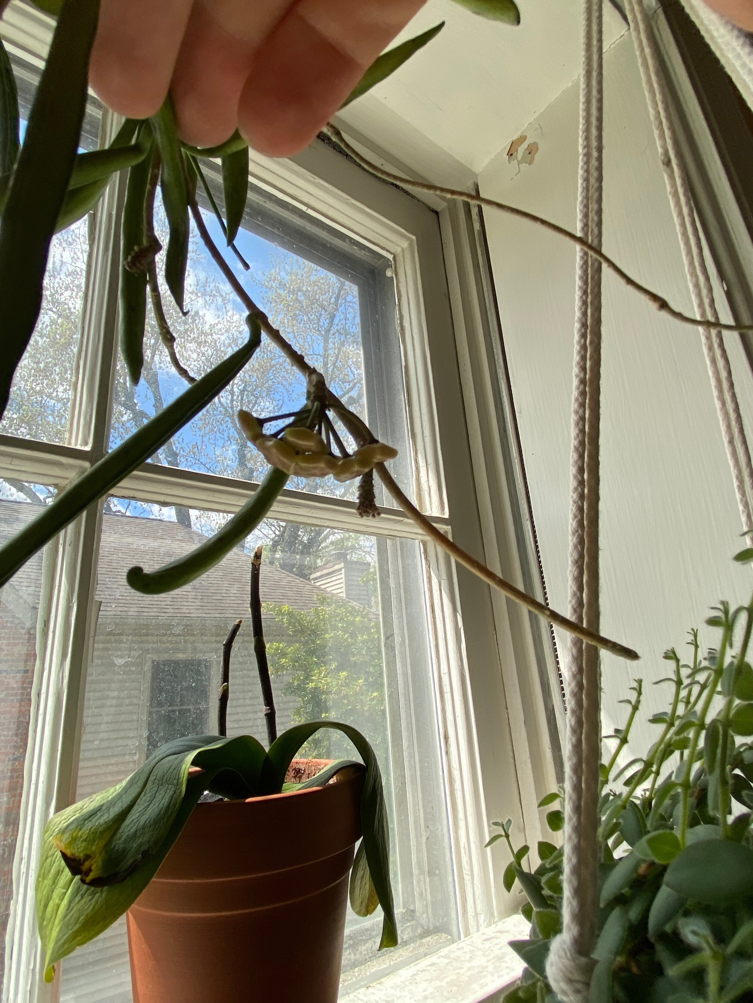 Hoyashepherdiibloom.jpeg