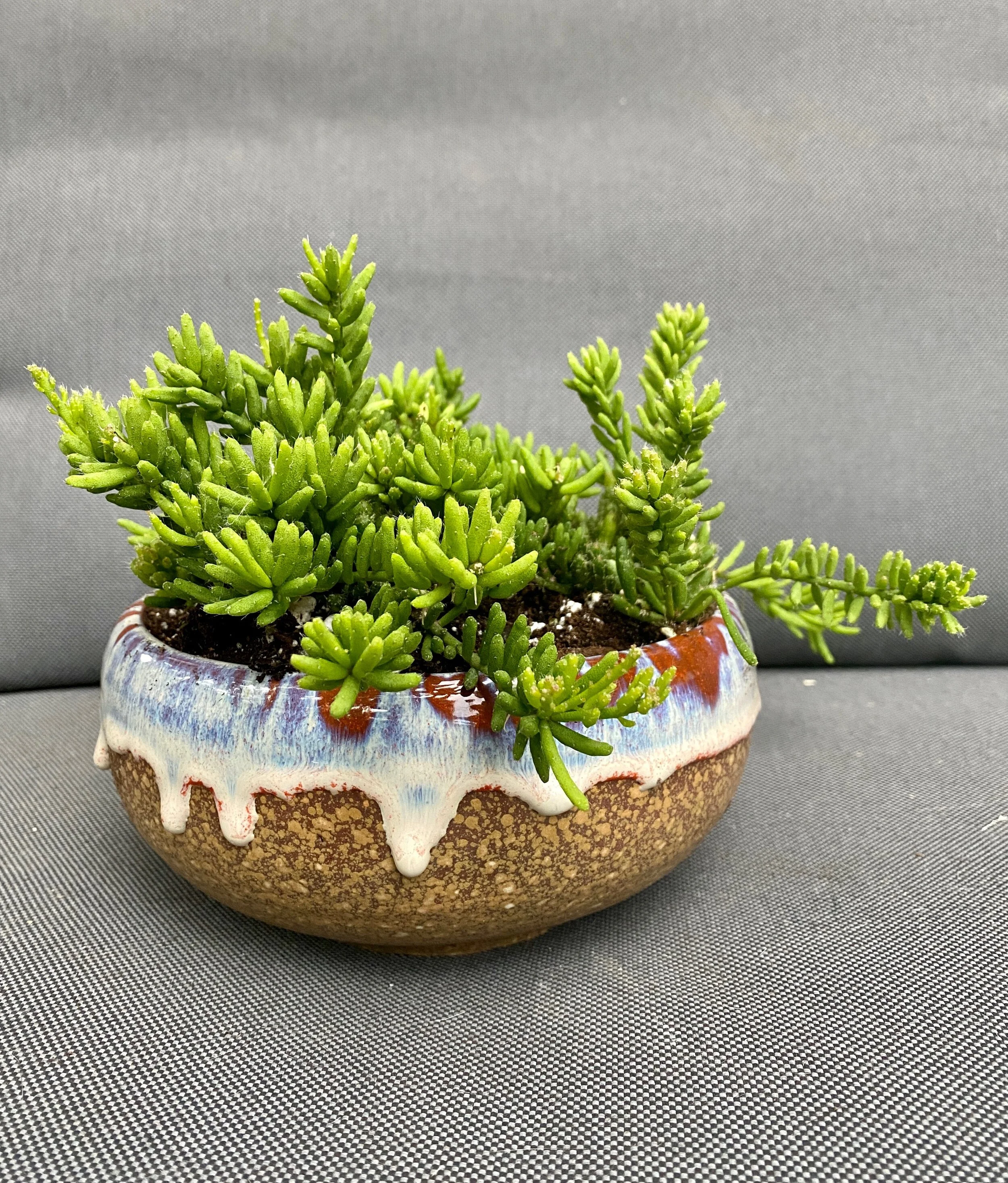 Potting Rhipsalis in Mulitples. 