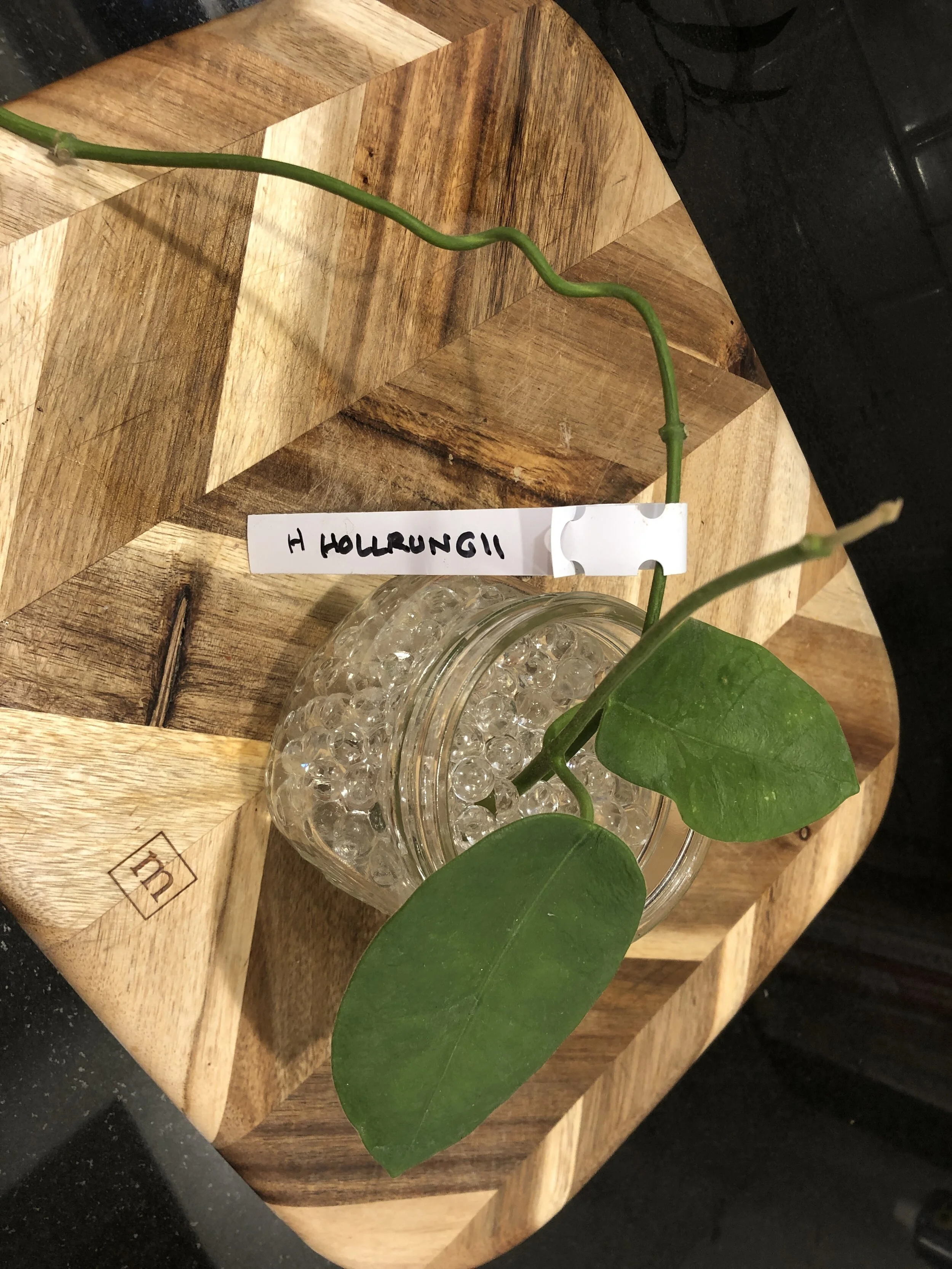 One Month Update: Eriostemmas from Rare-Hoyas.com