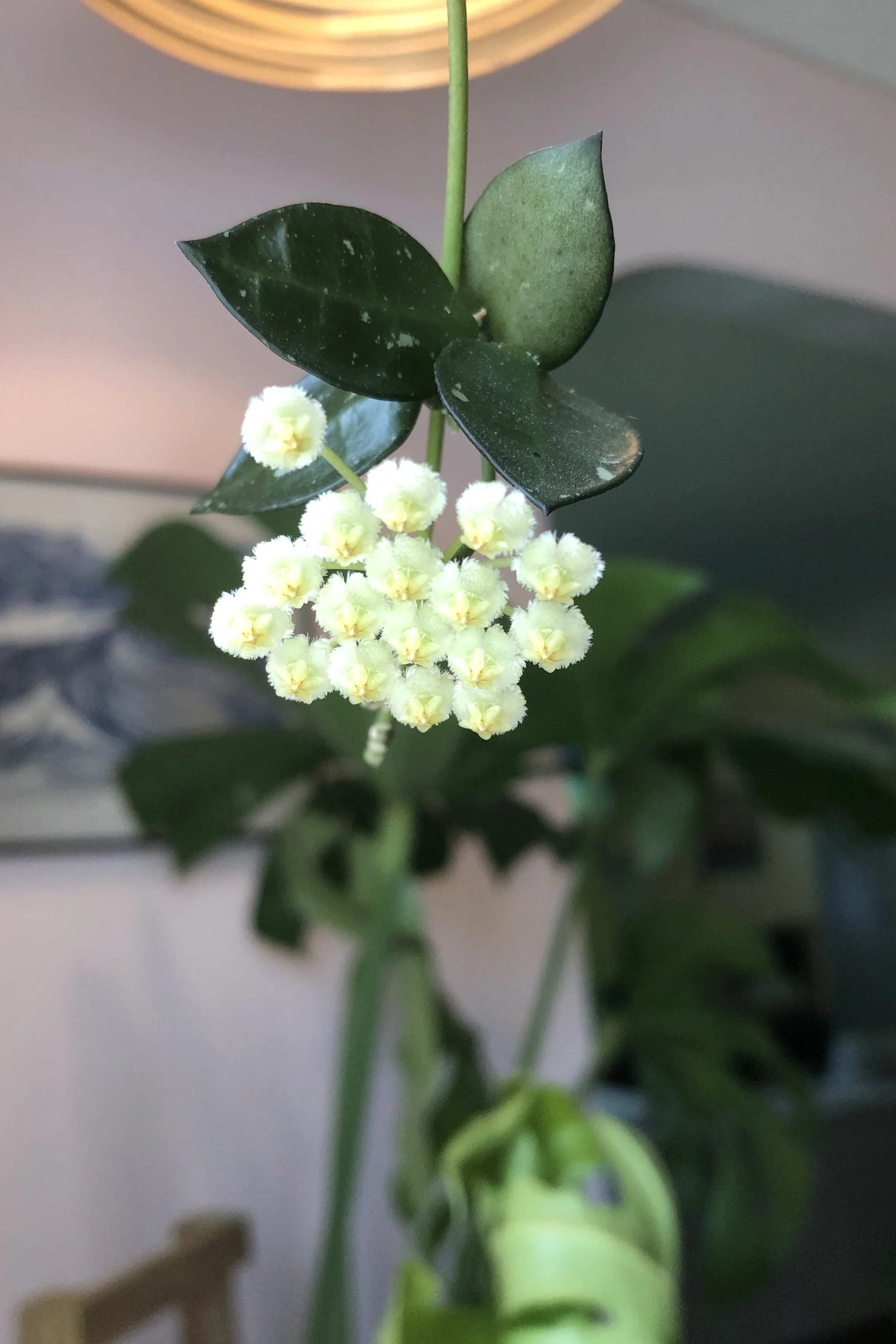 In Bloom: How to Care for Hoya Krohniana.