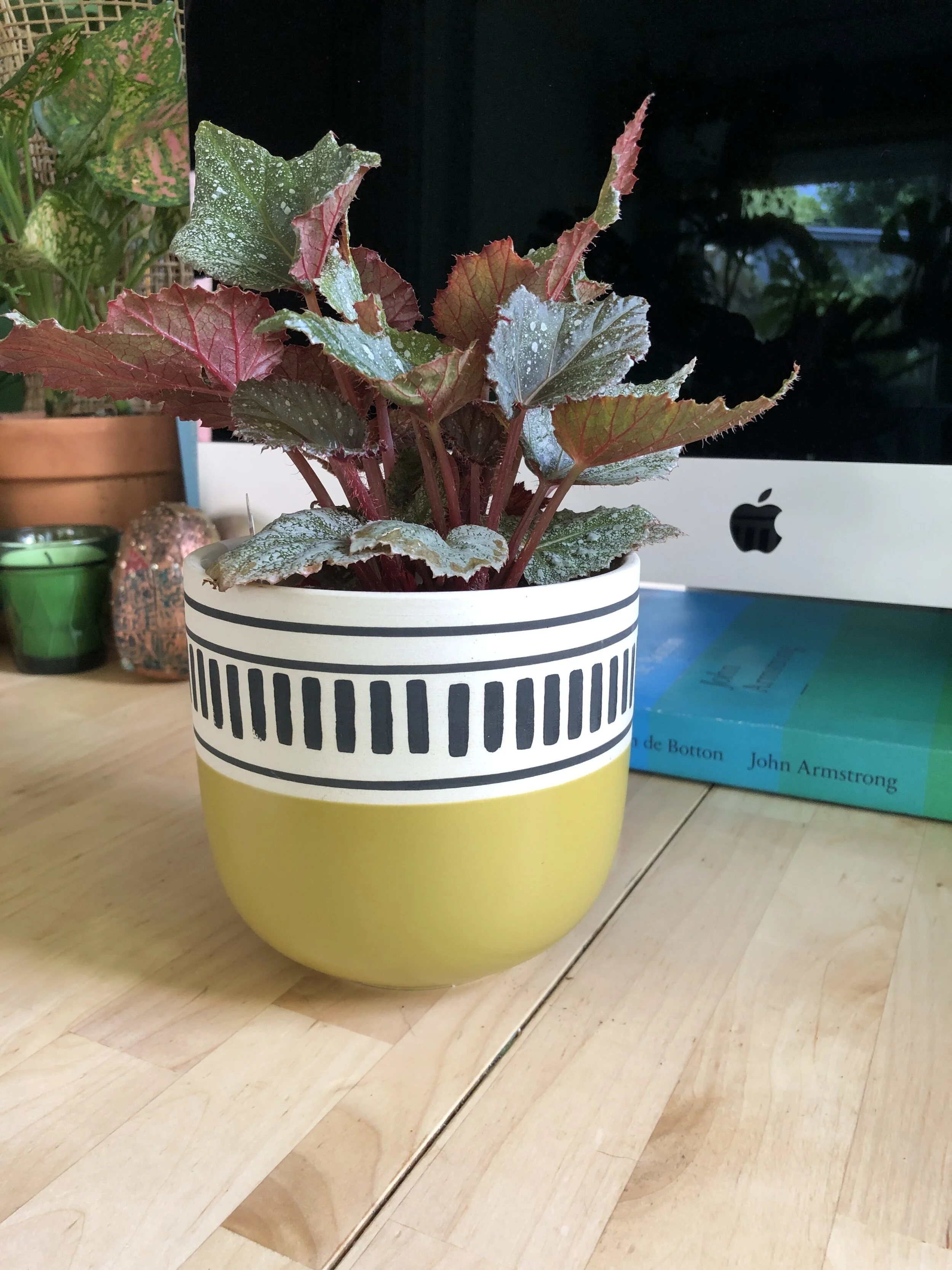 Down the Begonia Rabbit Hole. 