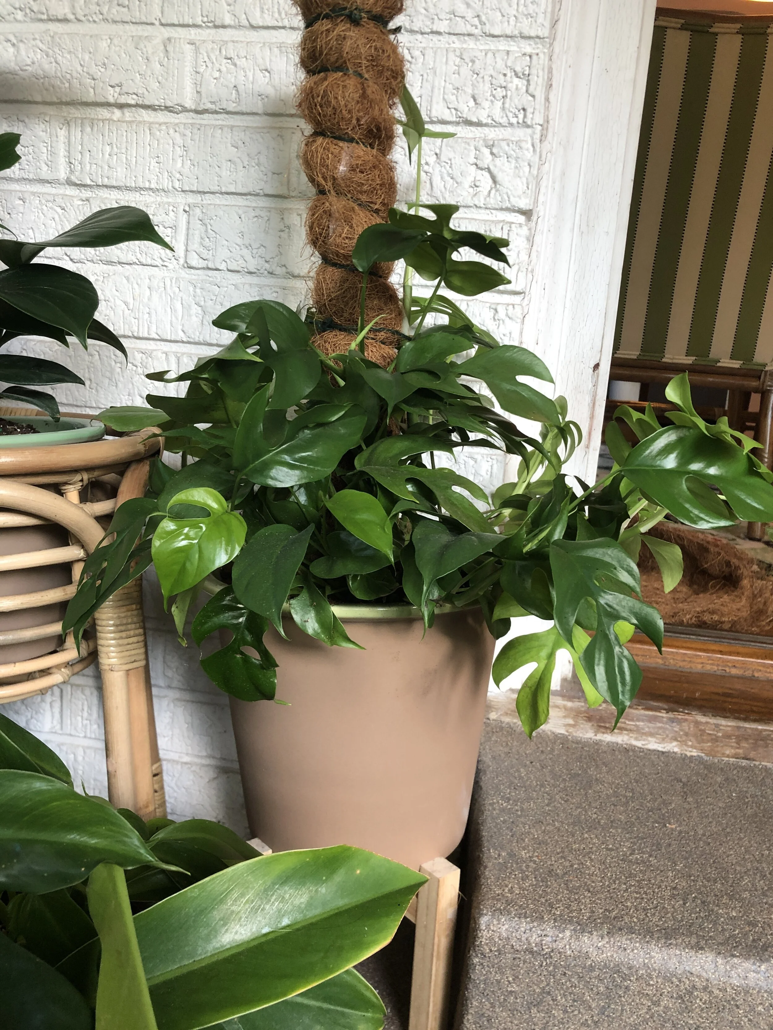 Rhaphidophora Tetrasperma Makeover: Start to Finish. 