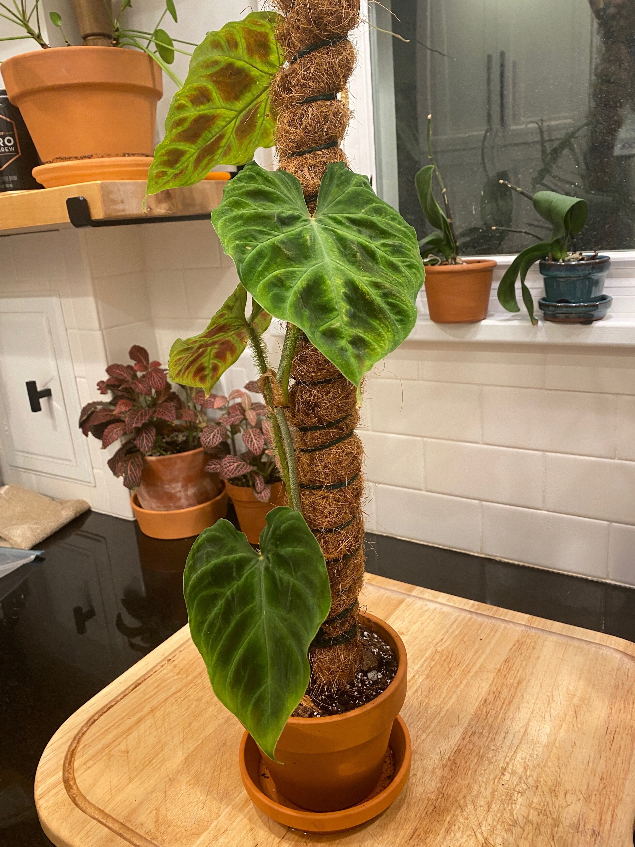 philodendronverrucosum.jpeg