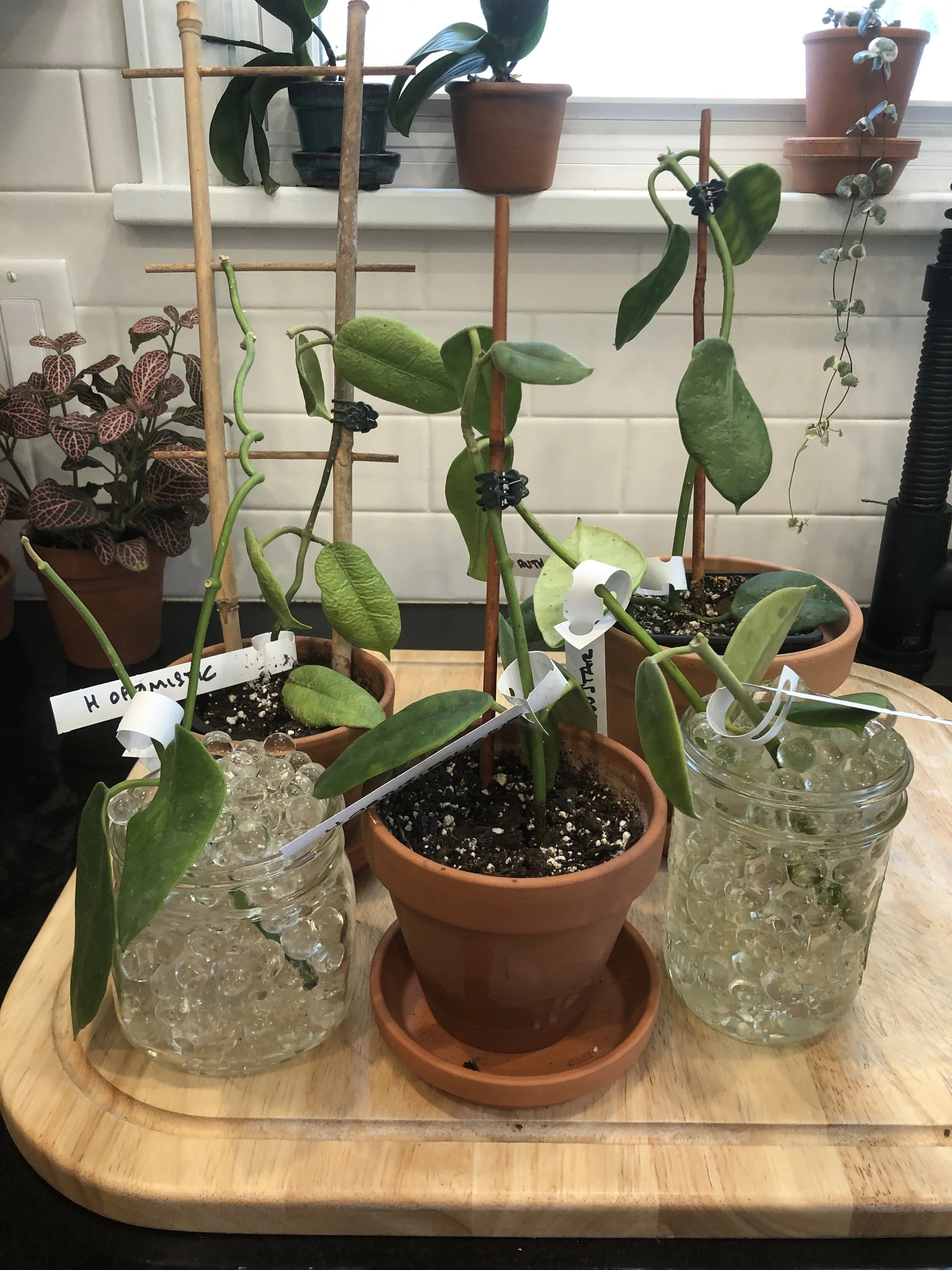 Update: Two Months of Hoya Eriostemma Cuttings 