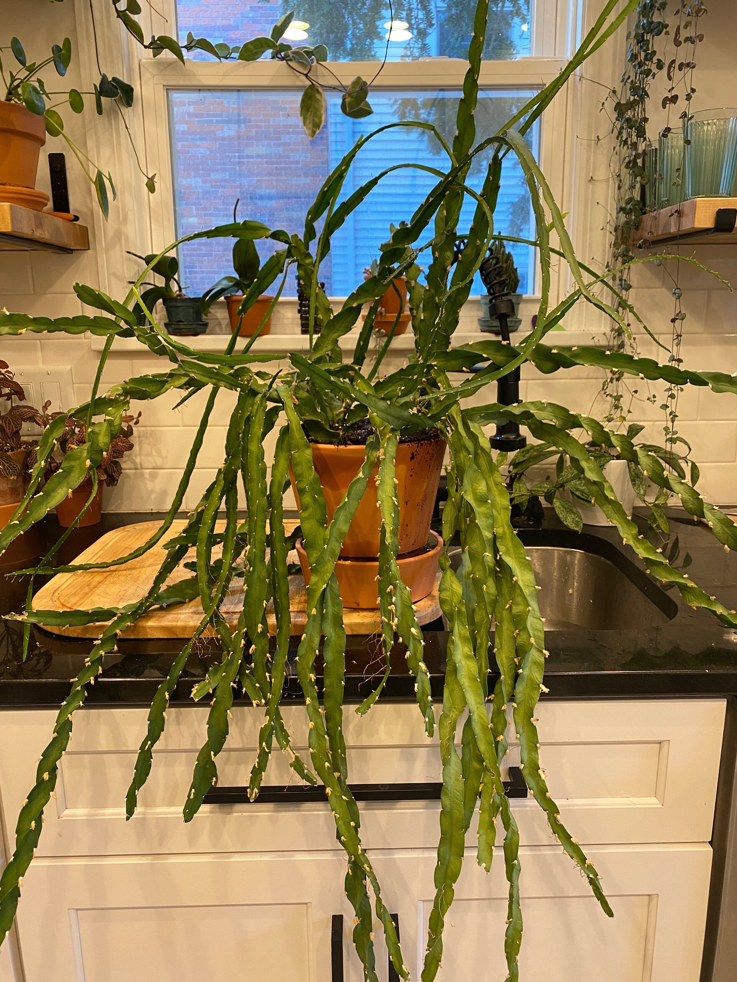 Hurricane Cactus Drama. 