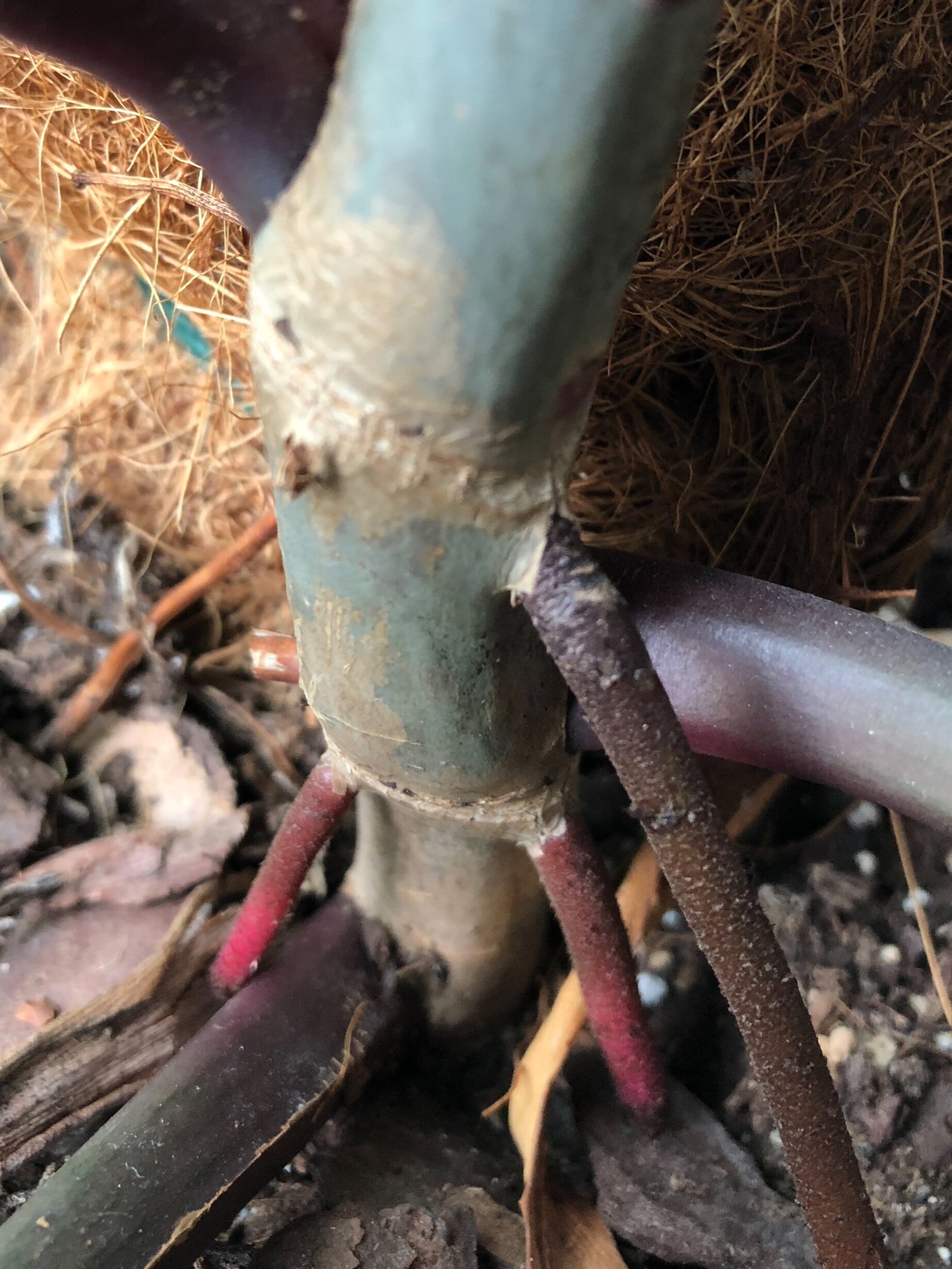 The Wonder of Roots. 