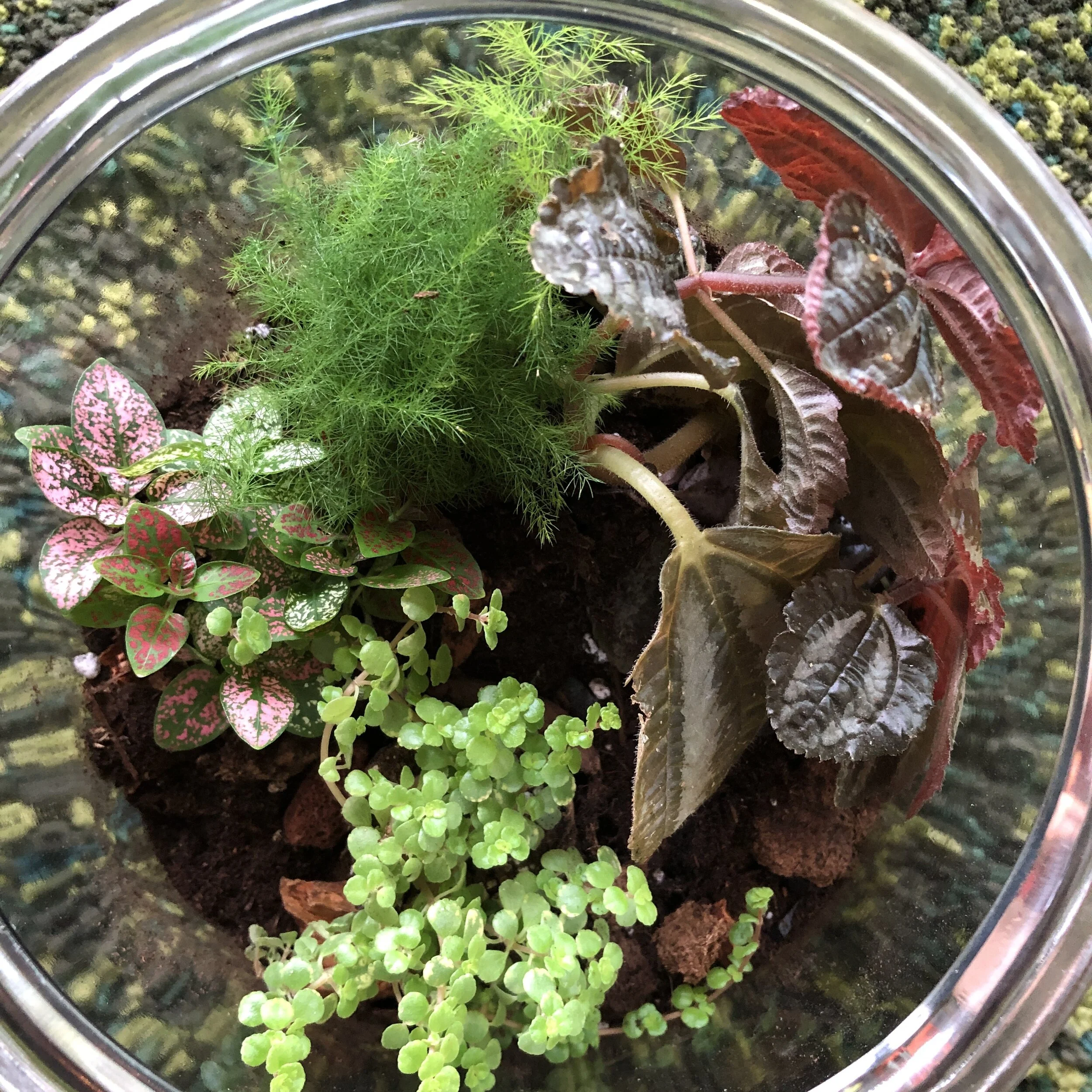 DIY: Making a Terrarium.