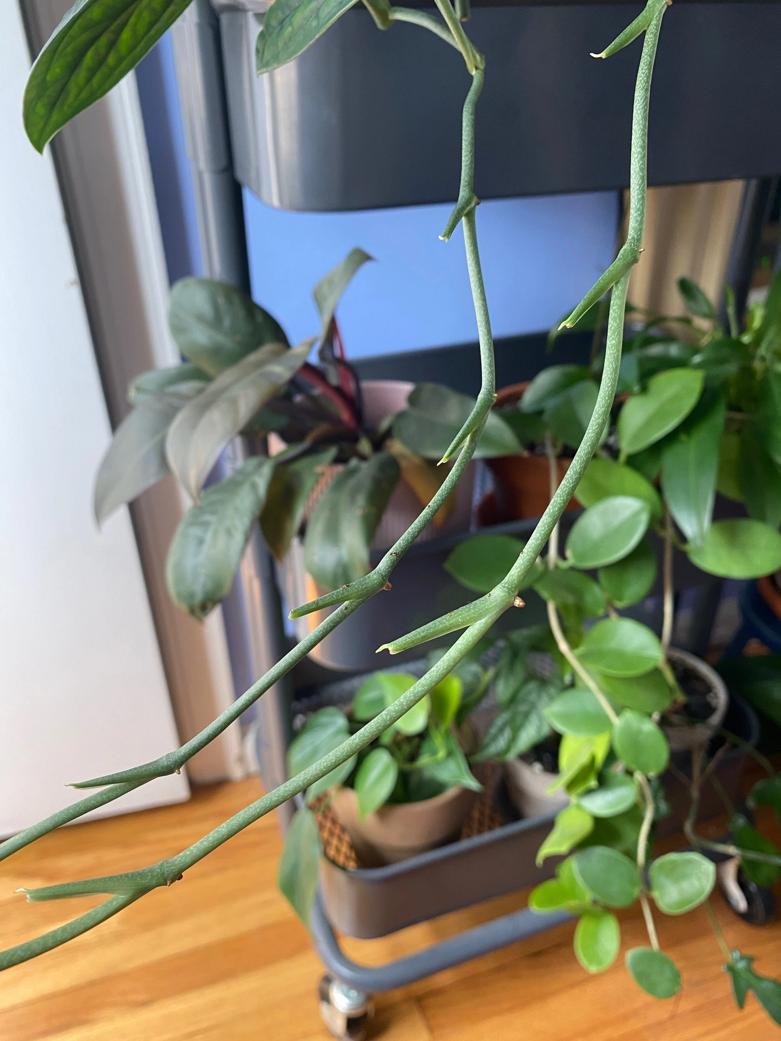 Suckers: Leafless Vines and What to Do About Them. 