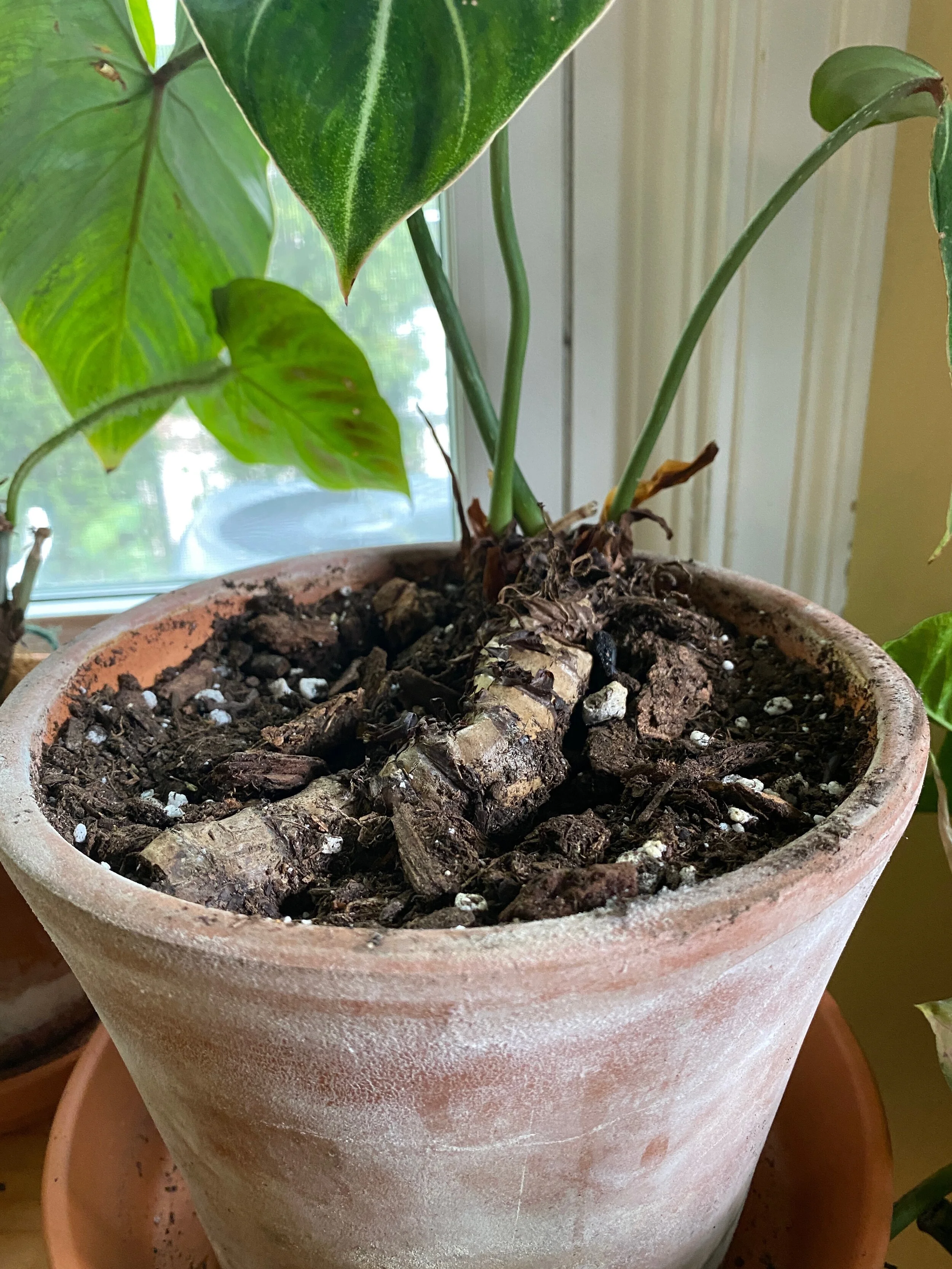 The Care and Keeping of Stolons.